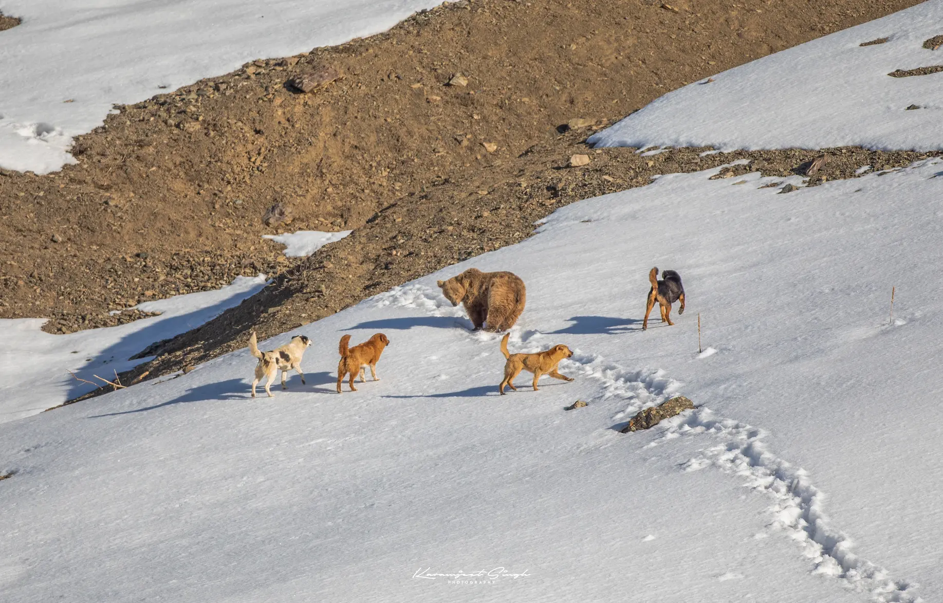 Stray dog barking at a Himalayan brown bear in Ladakh