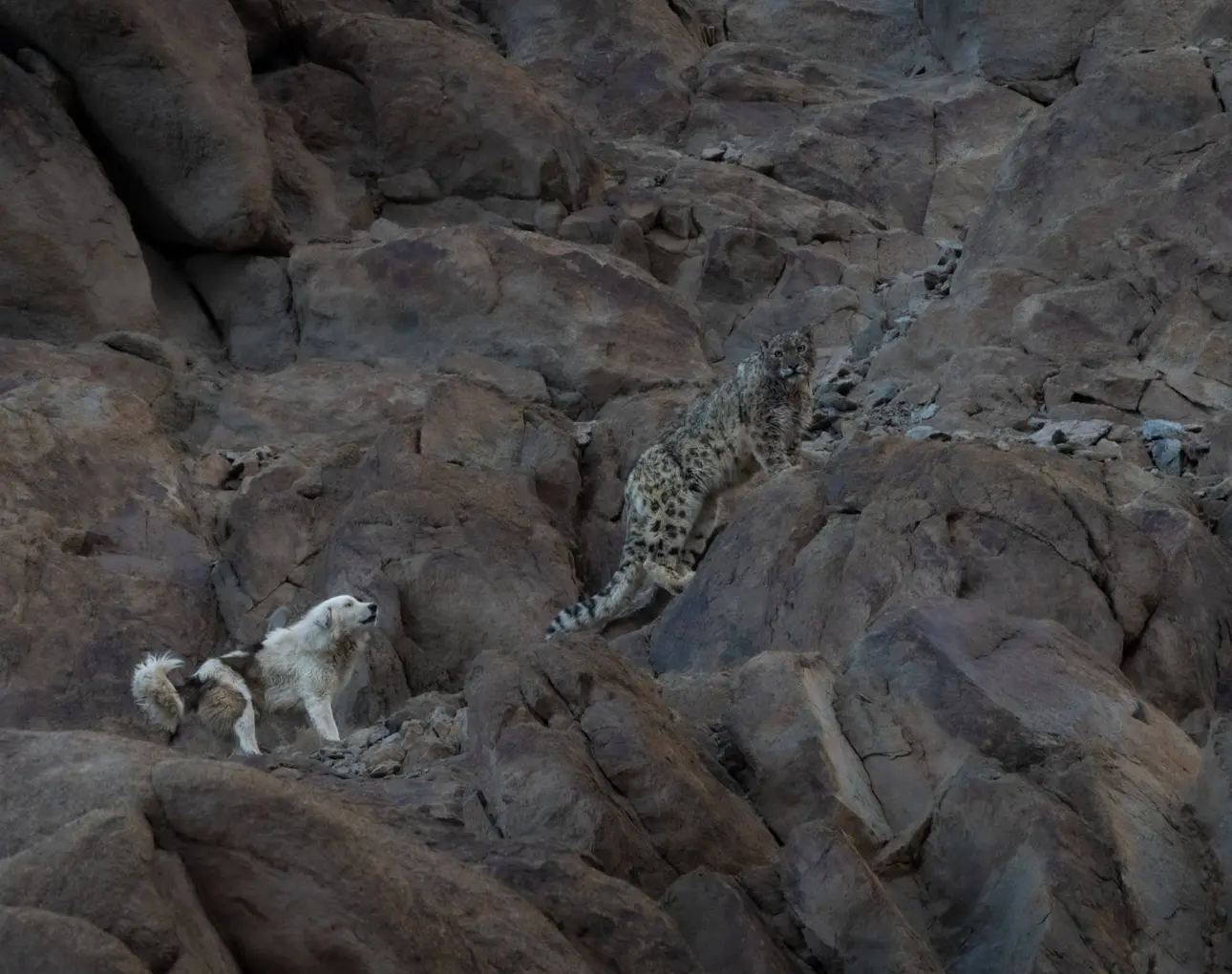Stray dog barking aggressively at a snow leopard in Ladakh
