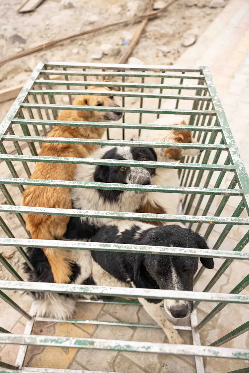 Dog caged as part of a humane conservation and sterilization programme in Ladakh