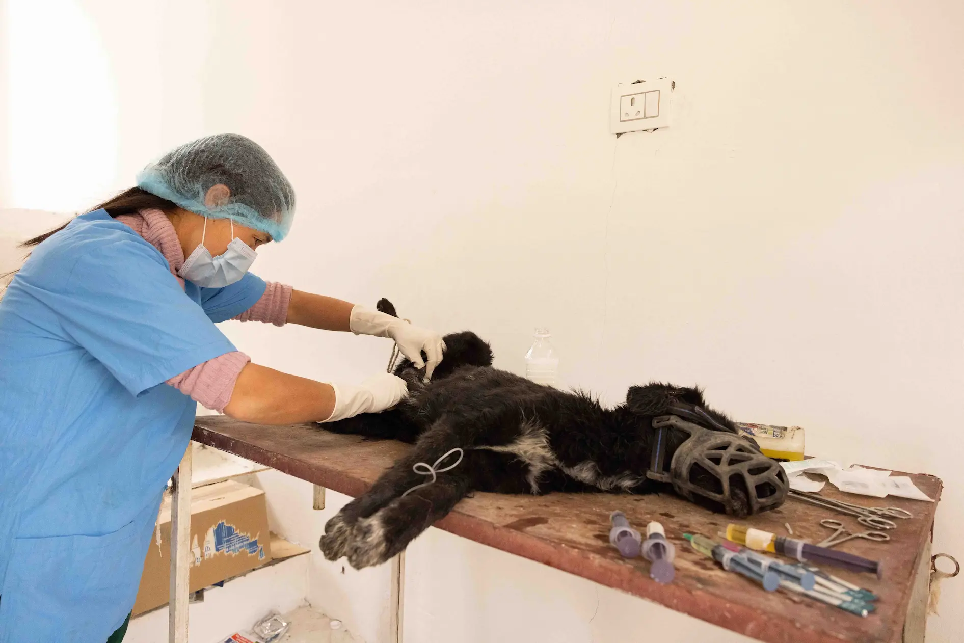 sray dog sterilization in ladakh