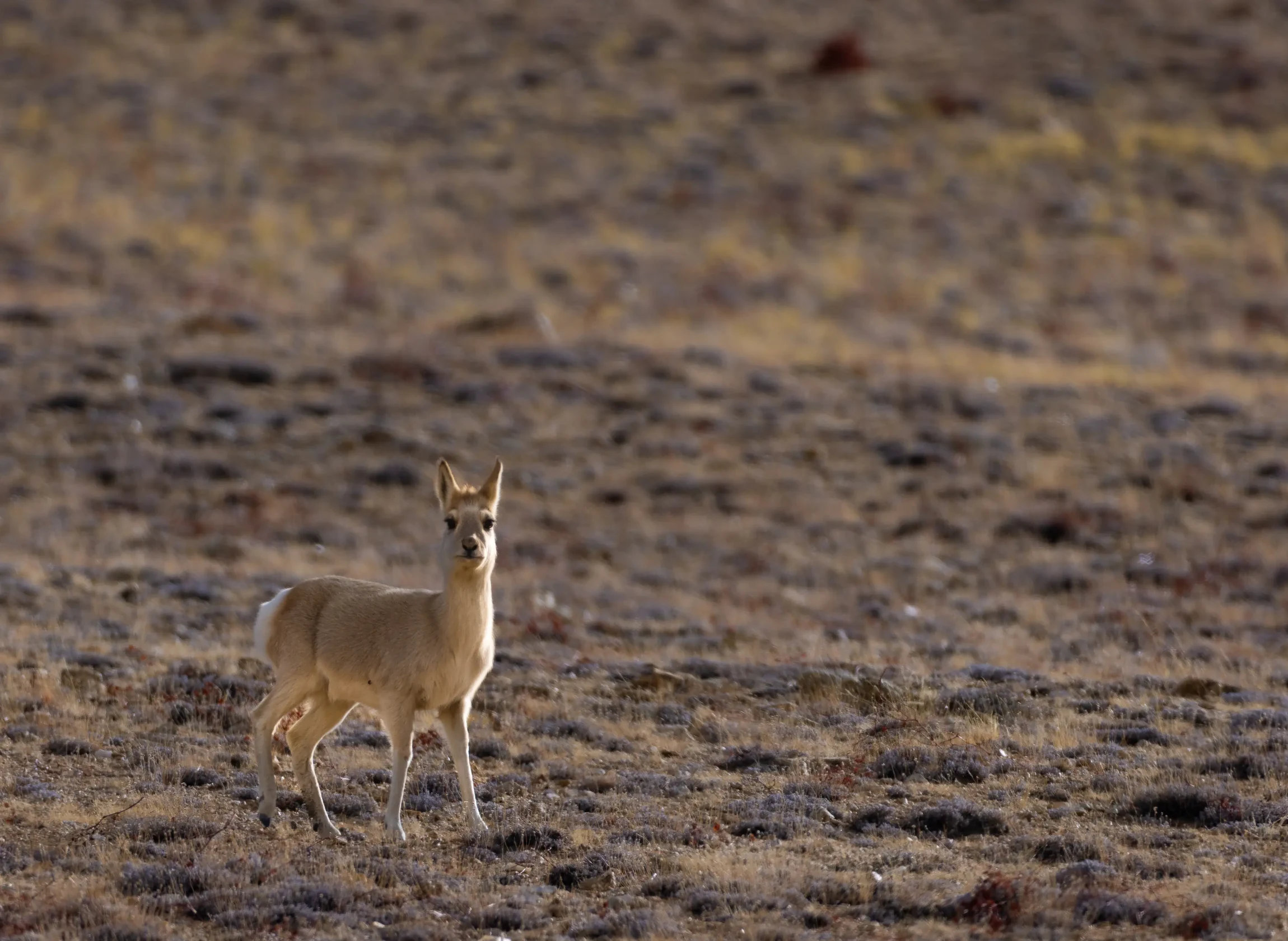 Elite Expedition Gallery