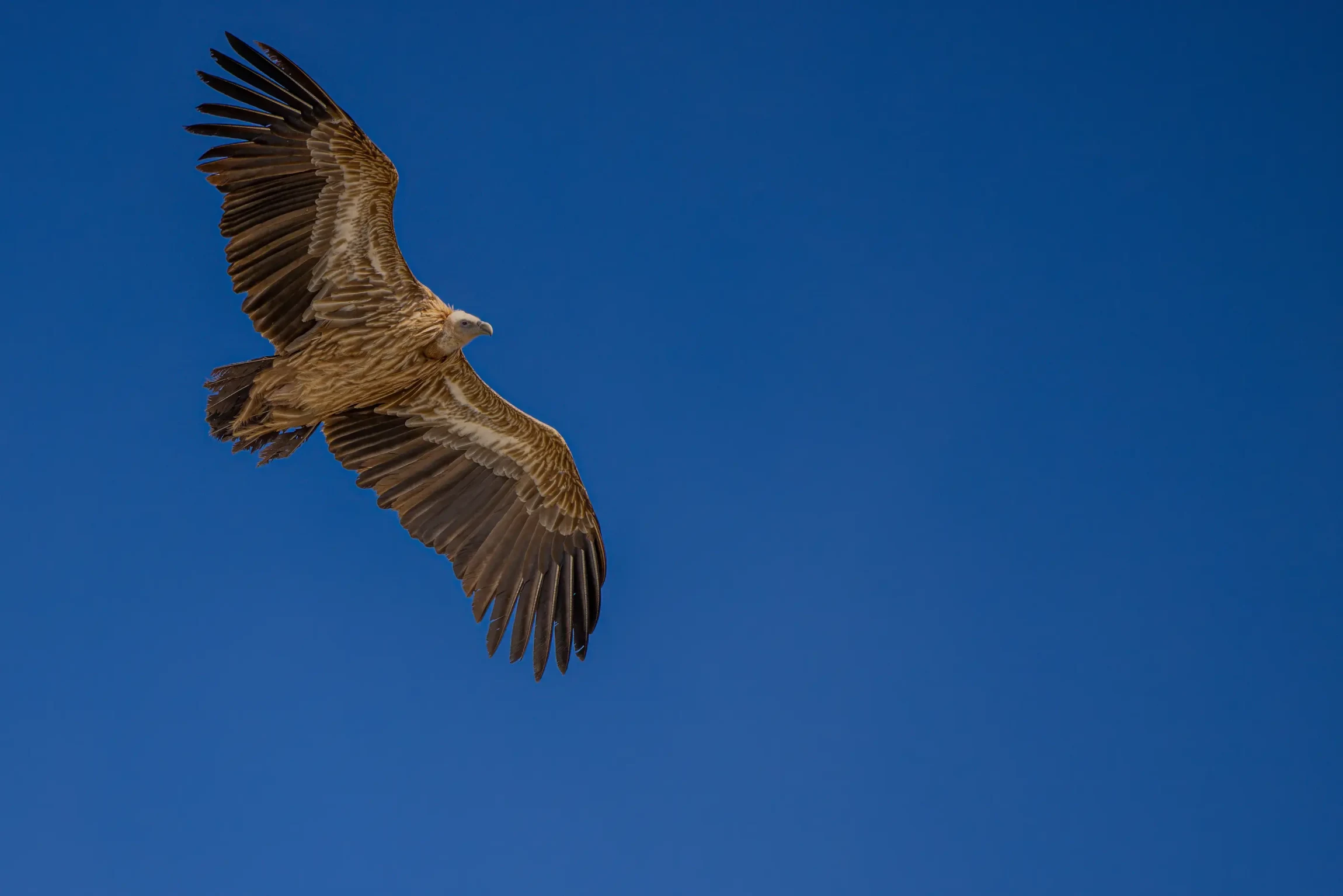 Elite Expedition Gallery