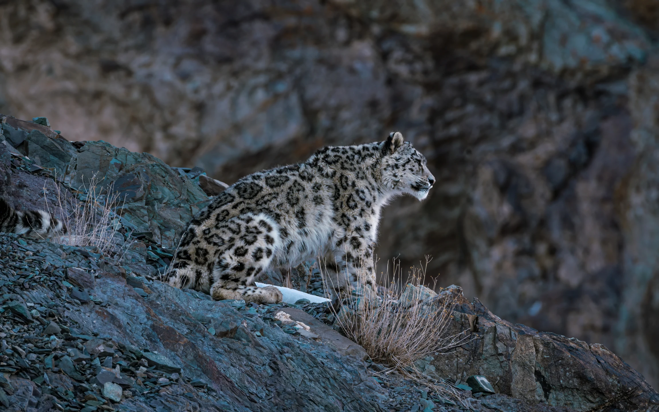 Elite Expedition Gallery