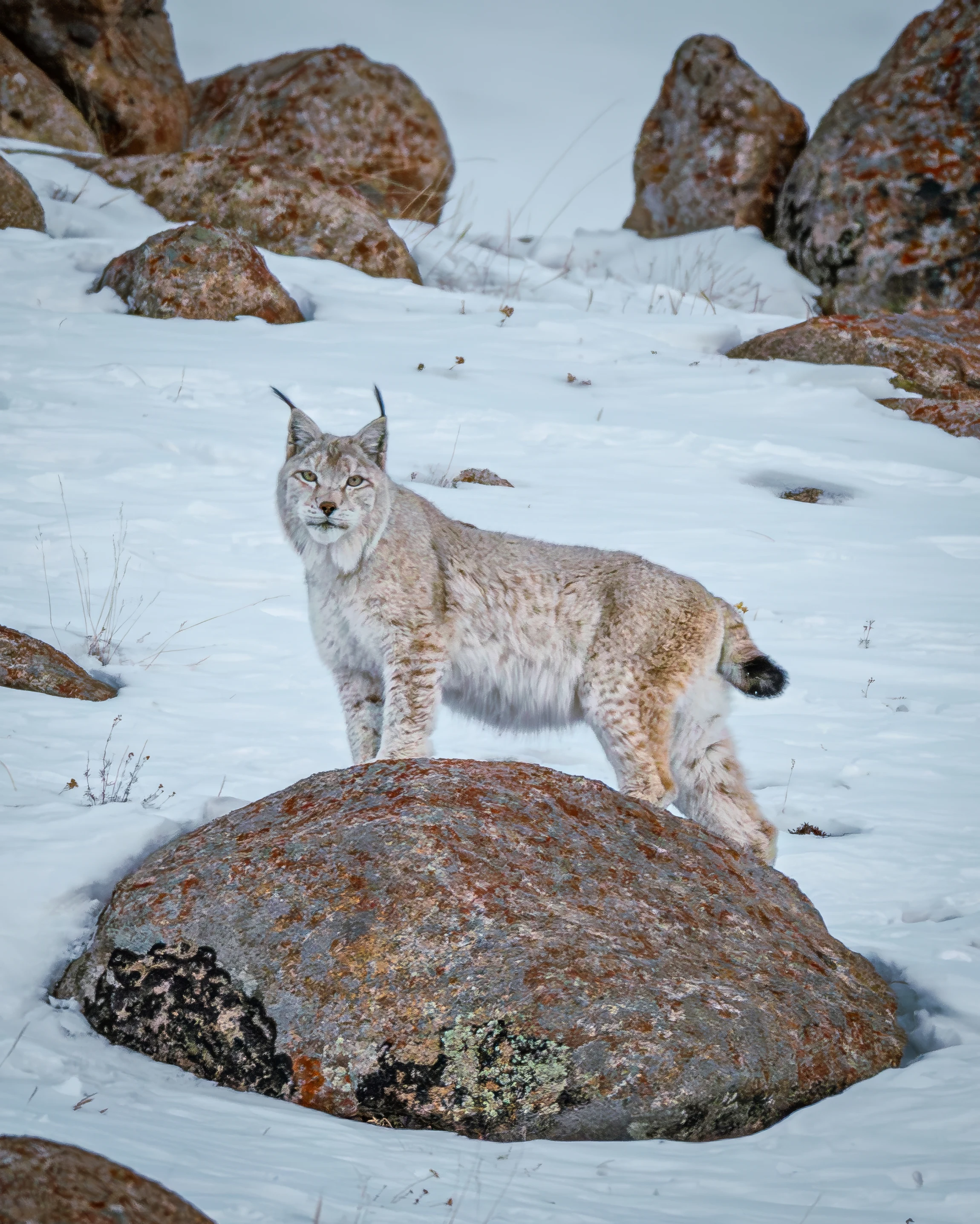 Elite Expedition Gallery