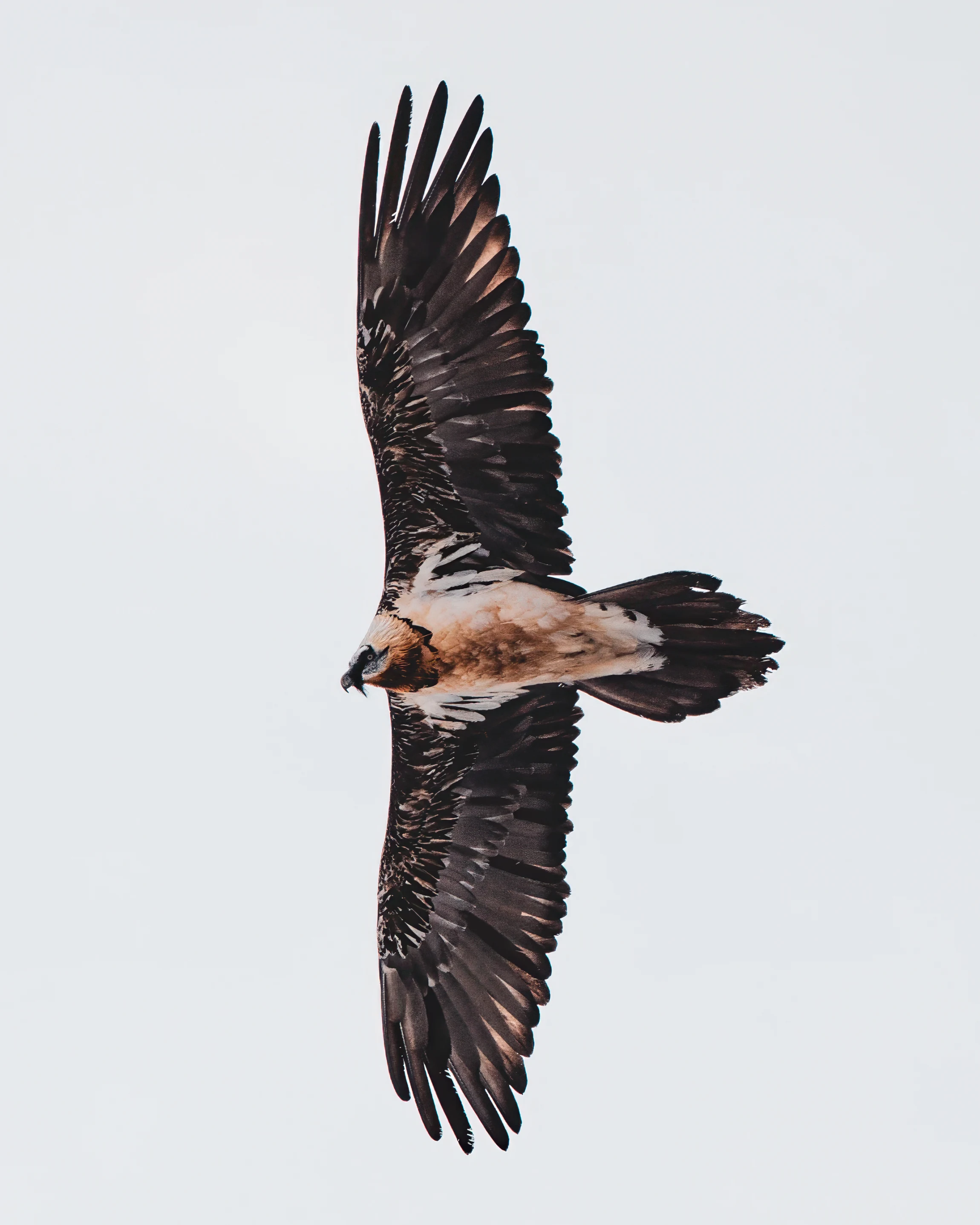 Elite Expedition Gallery