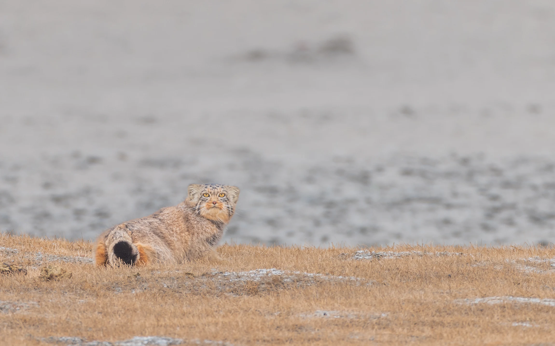 Elite Expedition Gallery