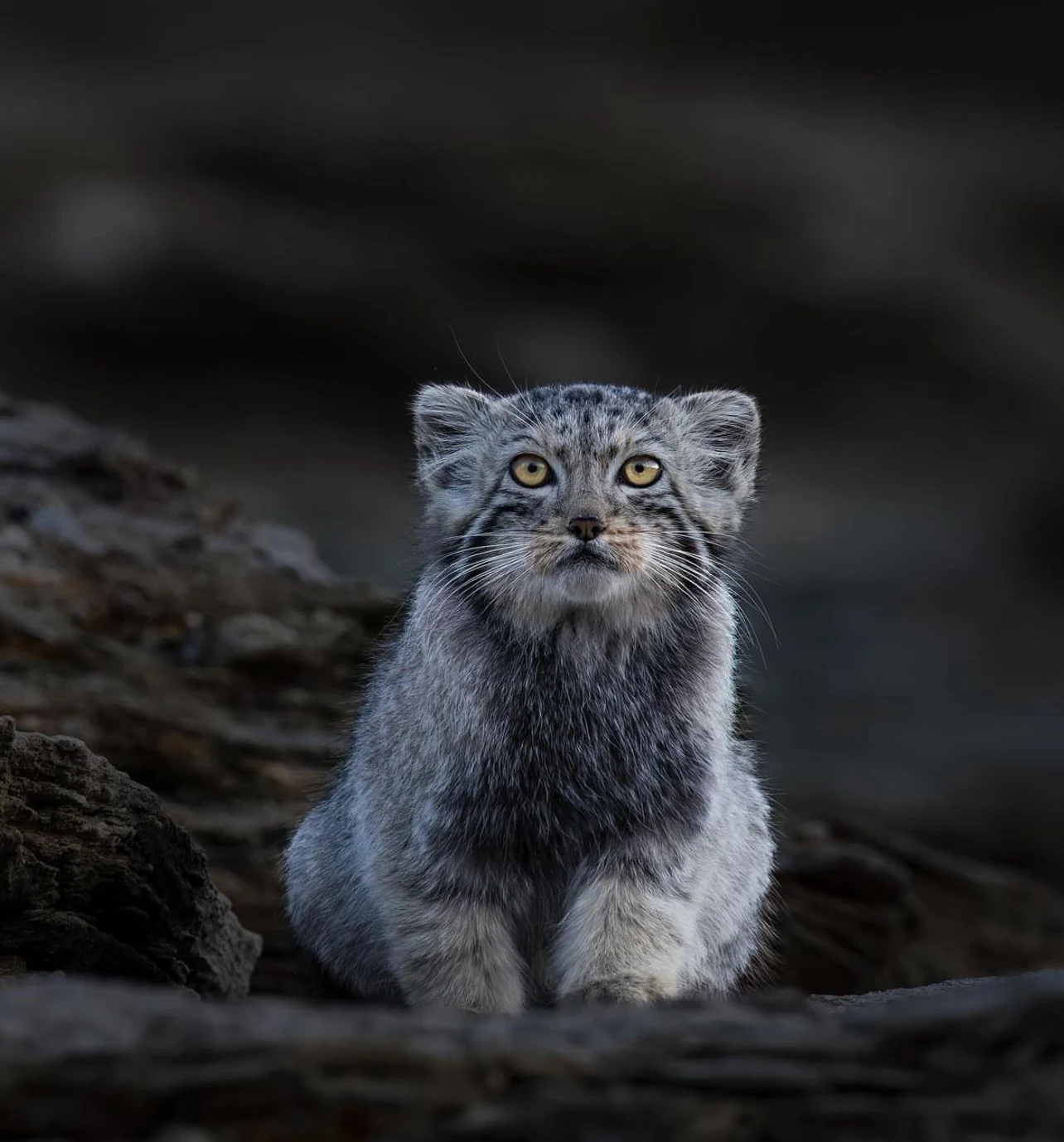 Elite Expedition Gallery