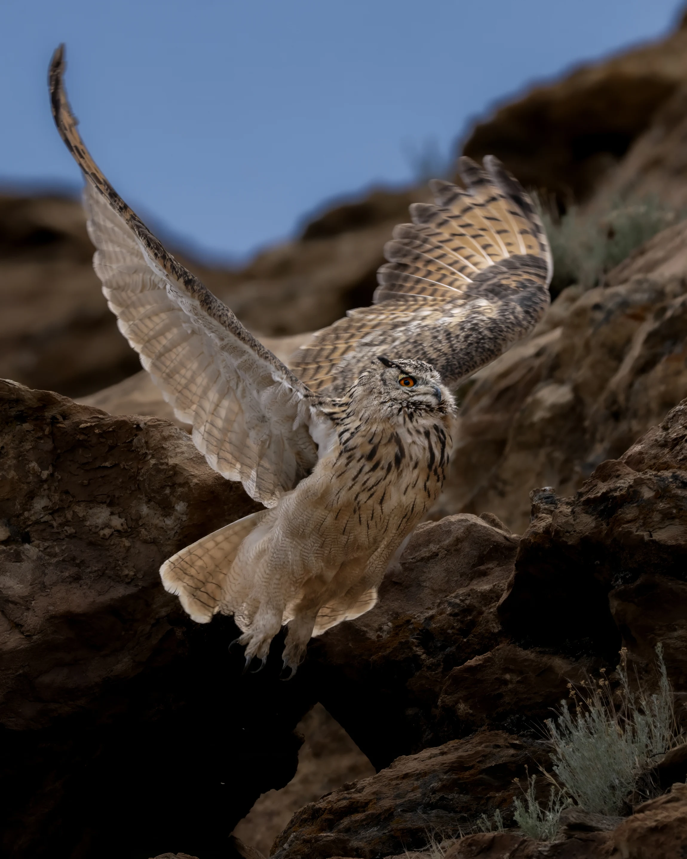 Elite Expedition Gallery