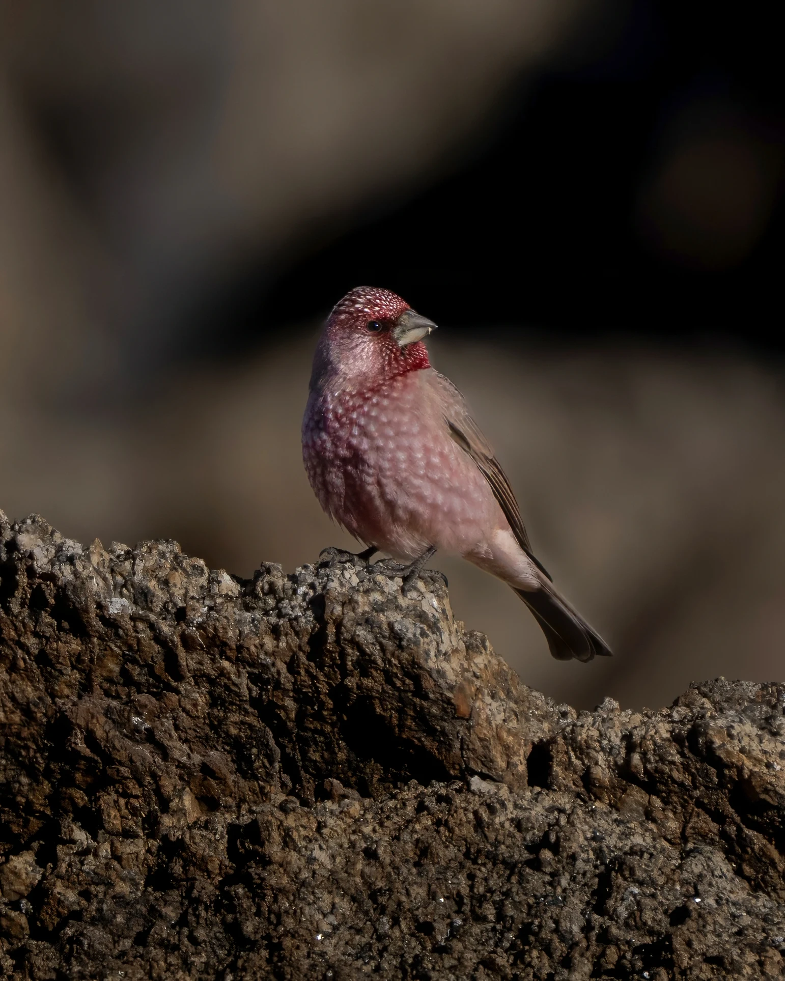 Elite Expedition Gallery