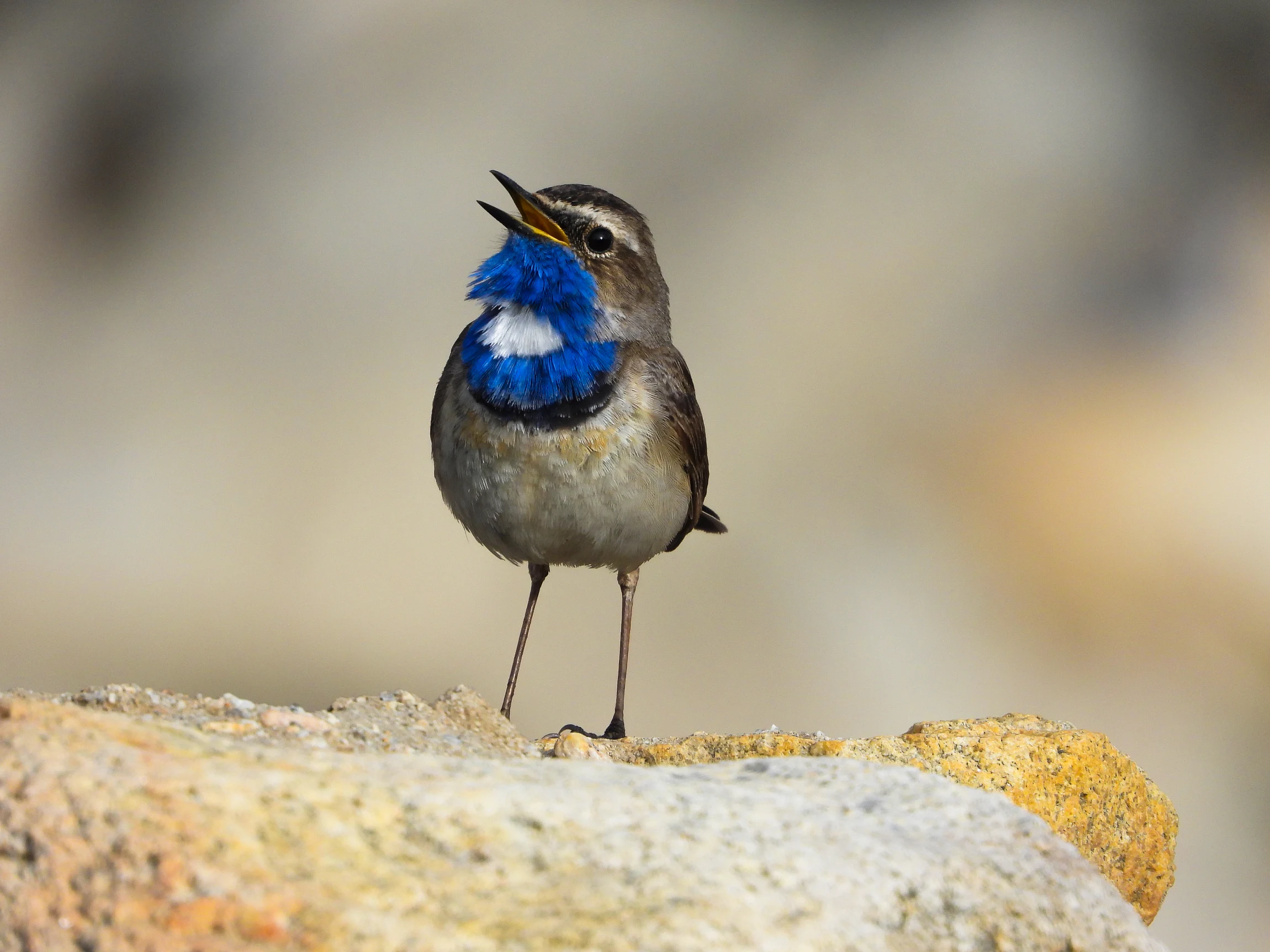 Elite Expedition Gallery