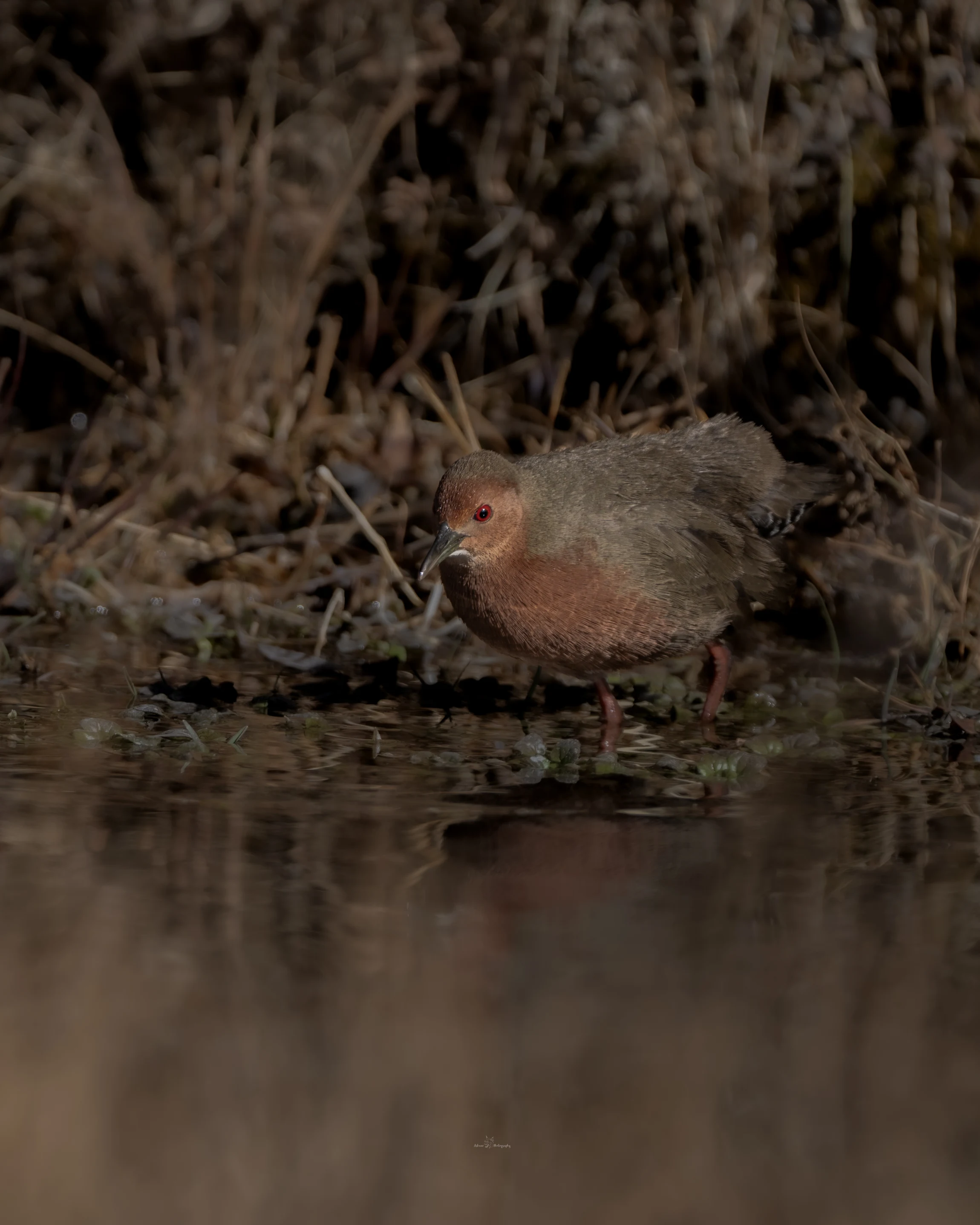 Elite Expedition Gallery