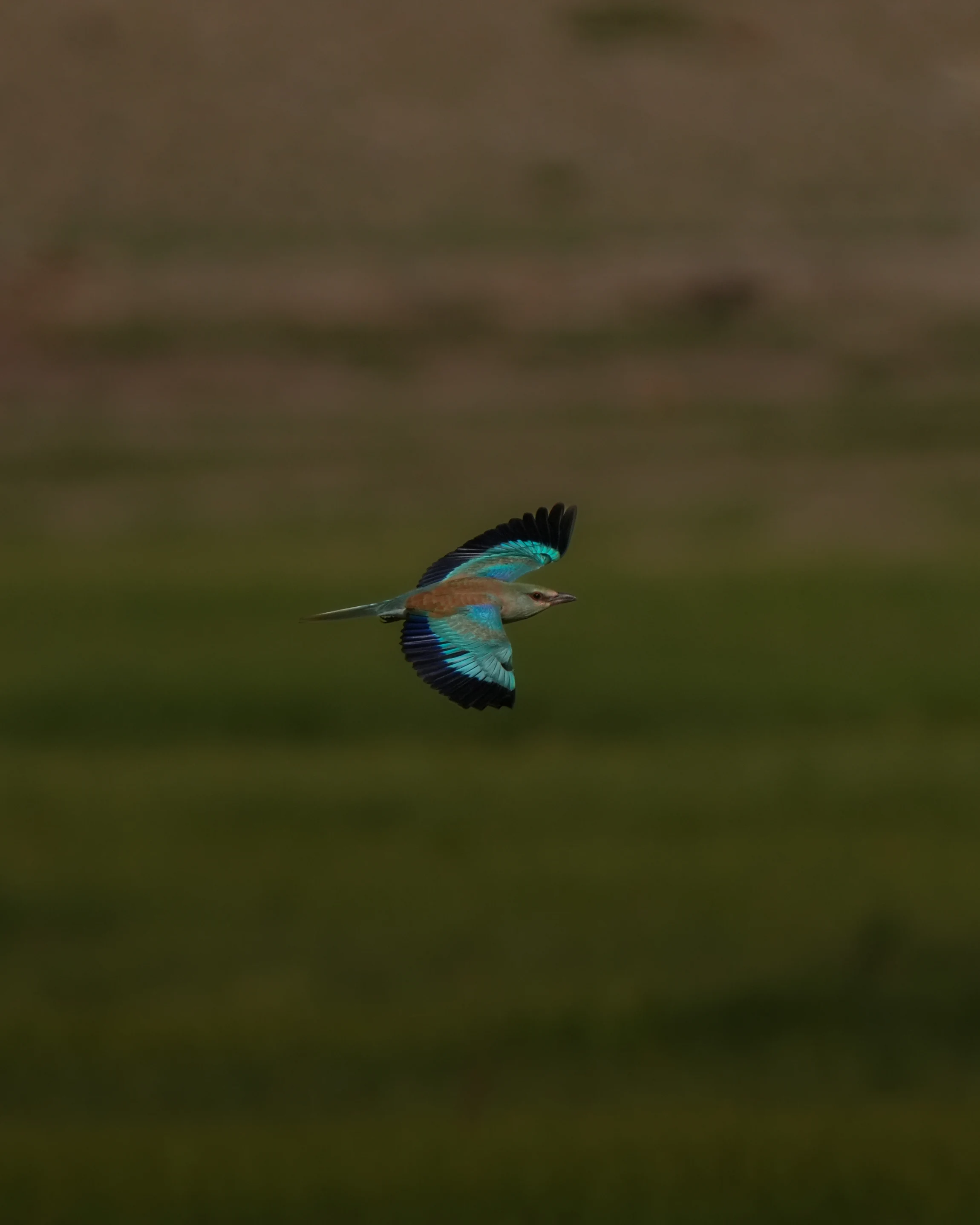 Elite Expedition Gallery