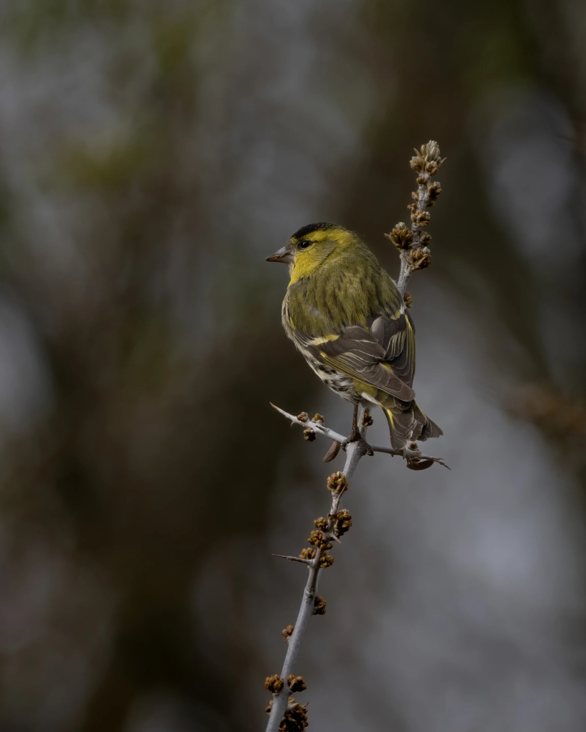 Elite Expedition Gallery