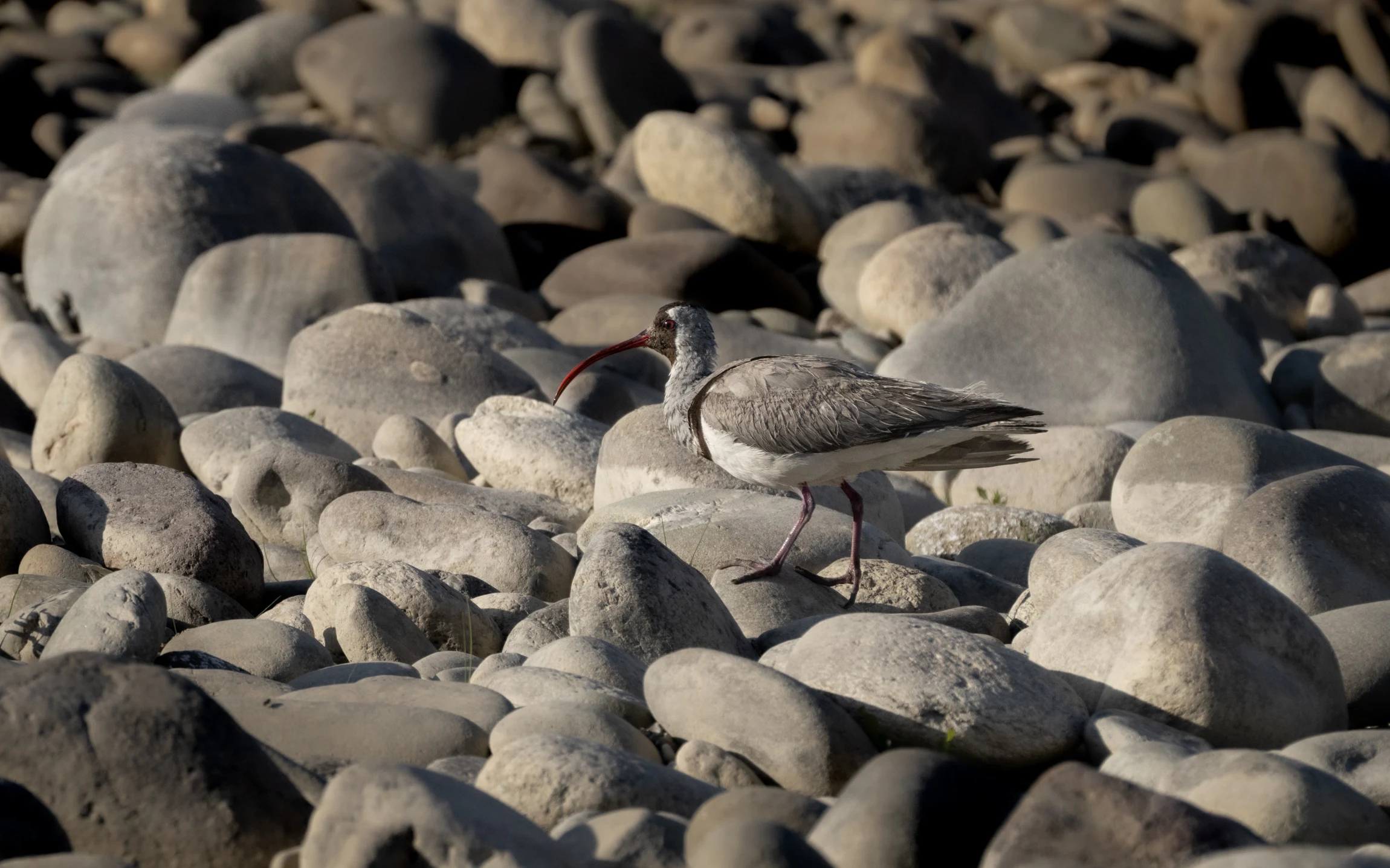 Elite Expedition Gallery