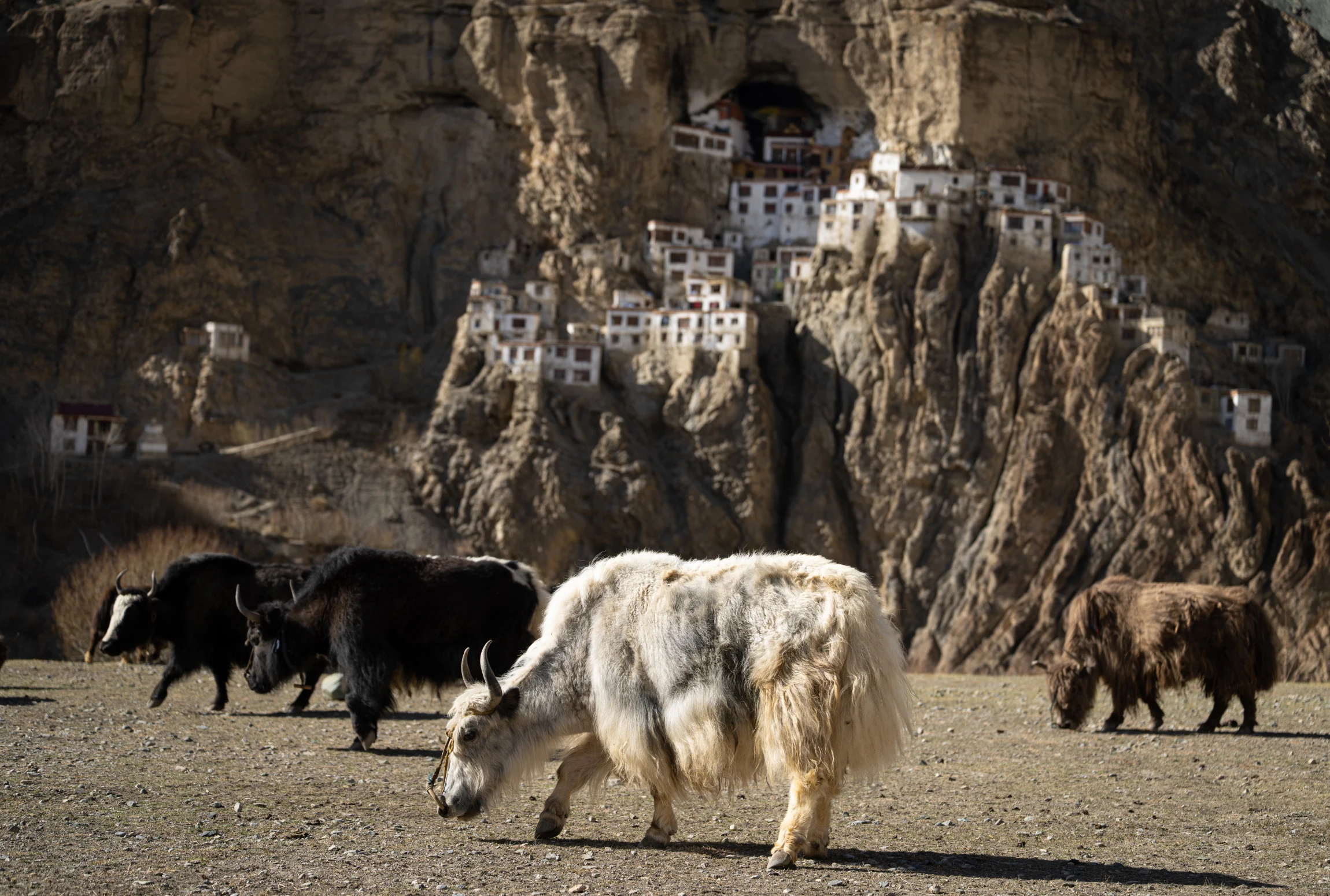 Elite Expedition Gallery