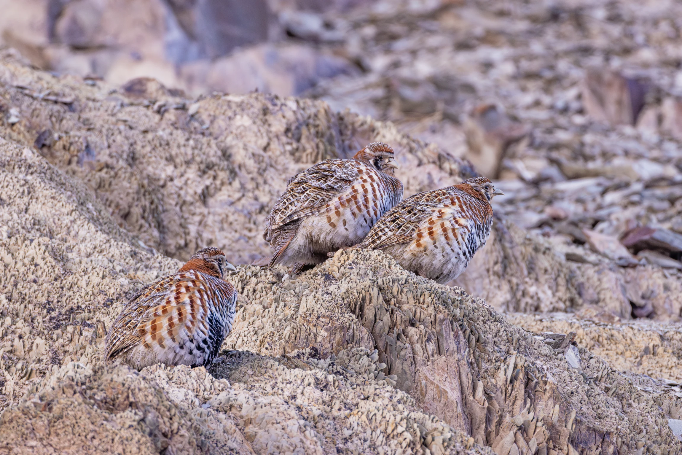 Elite Expedition Gallery