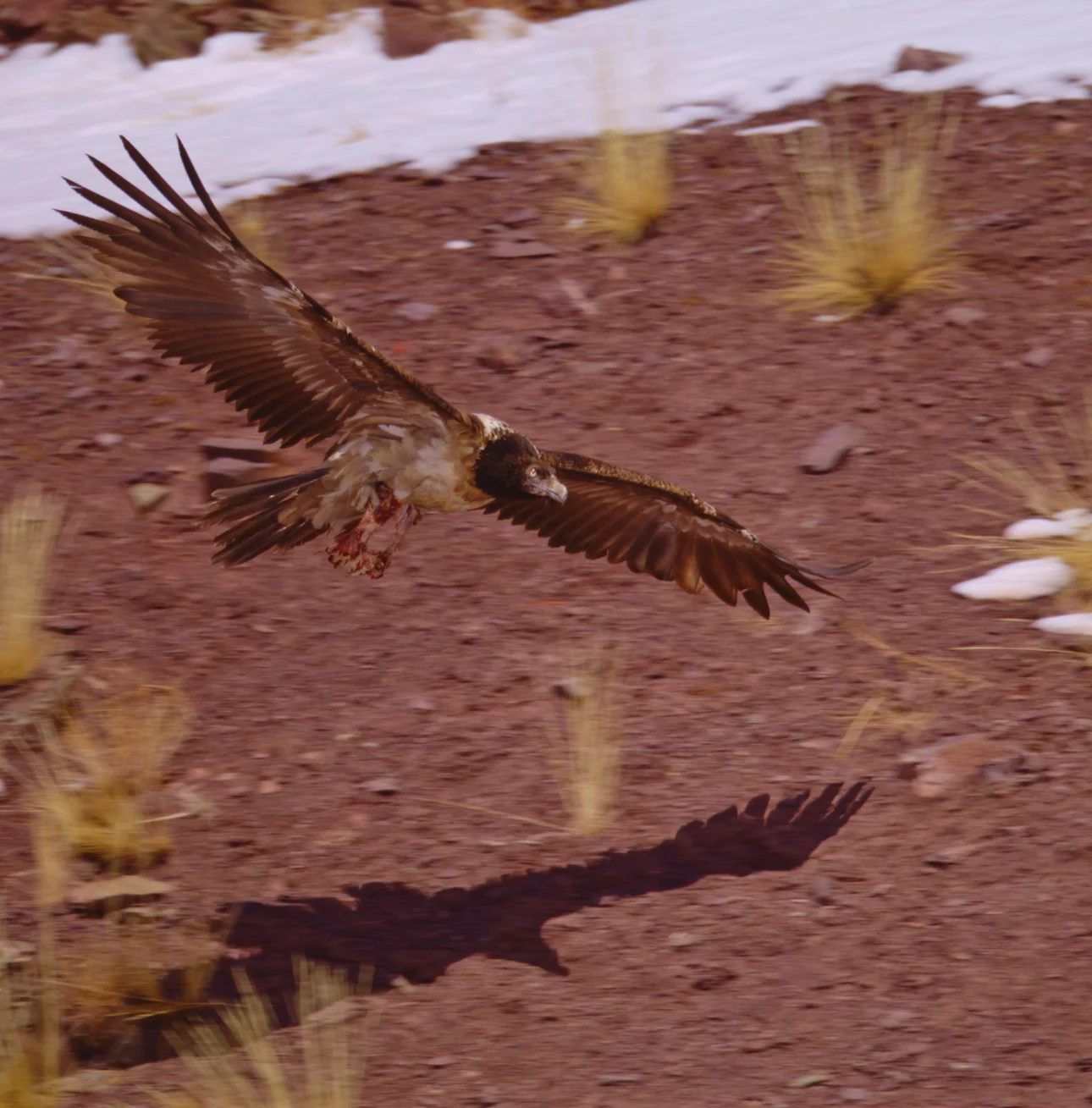 Elite Expedition Gallery