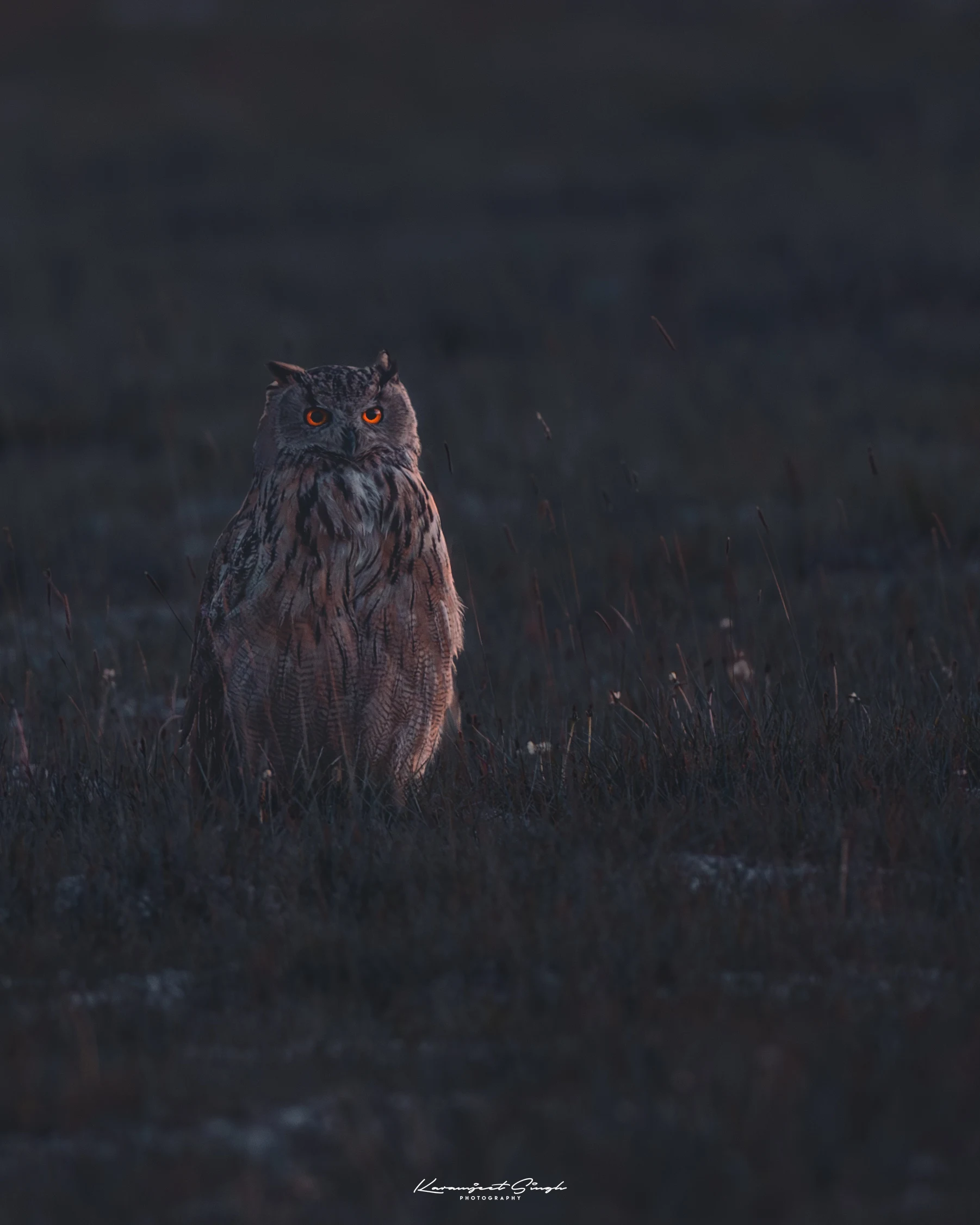 Elite Expedition Gallery