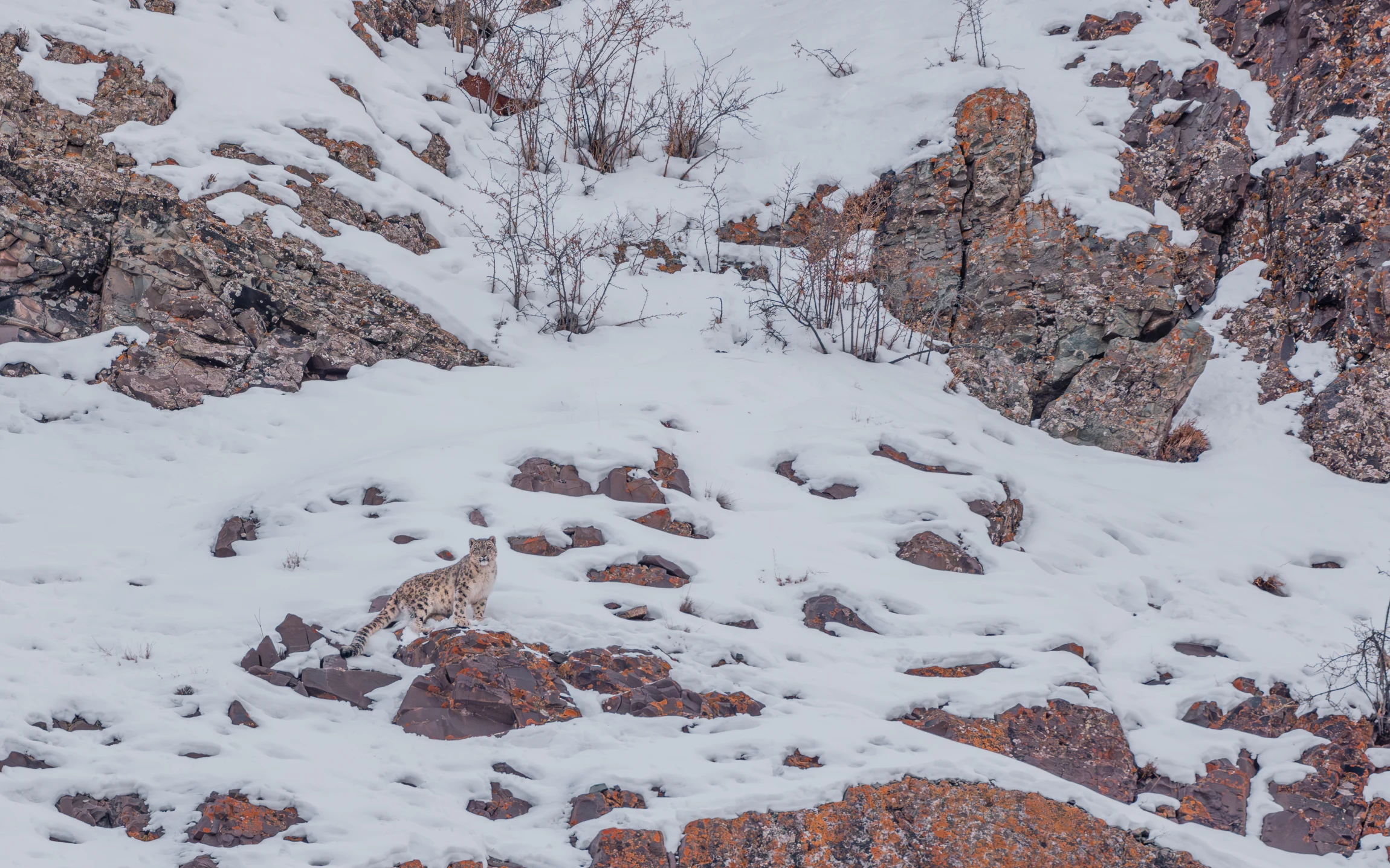 Elite Expedition Gallery