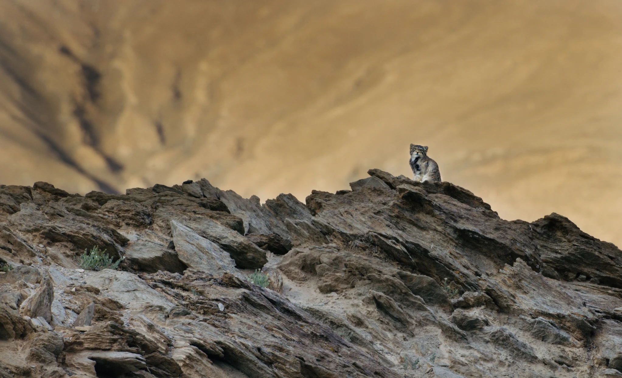 Elite Expedition Gallery