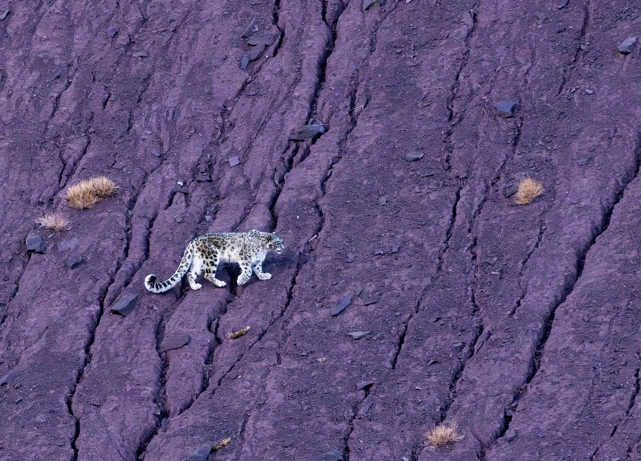 How Snow Leopard Tracking Actually Works