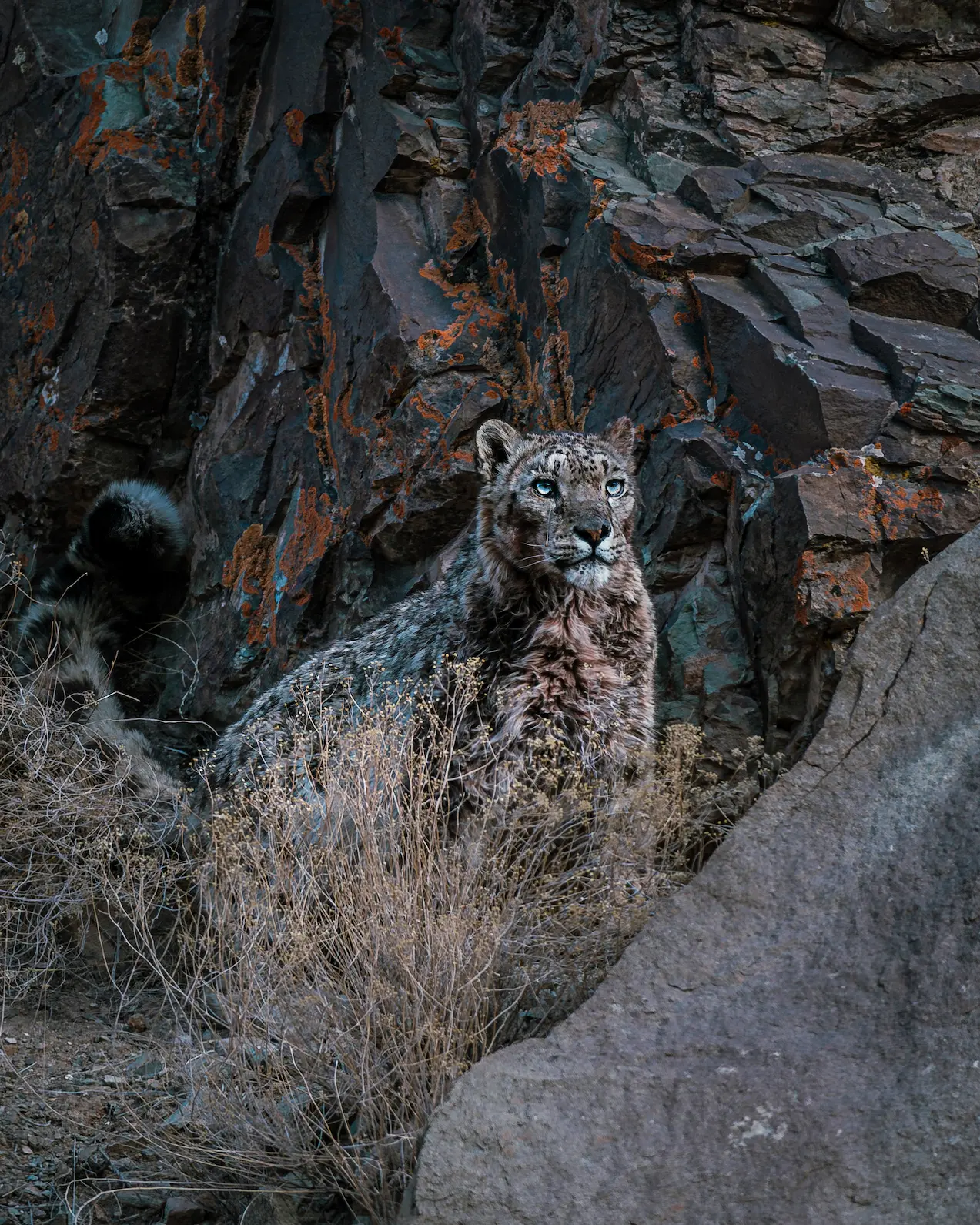 Snow Leopard Expedition In Zanskar Lungnak Valley 