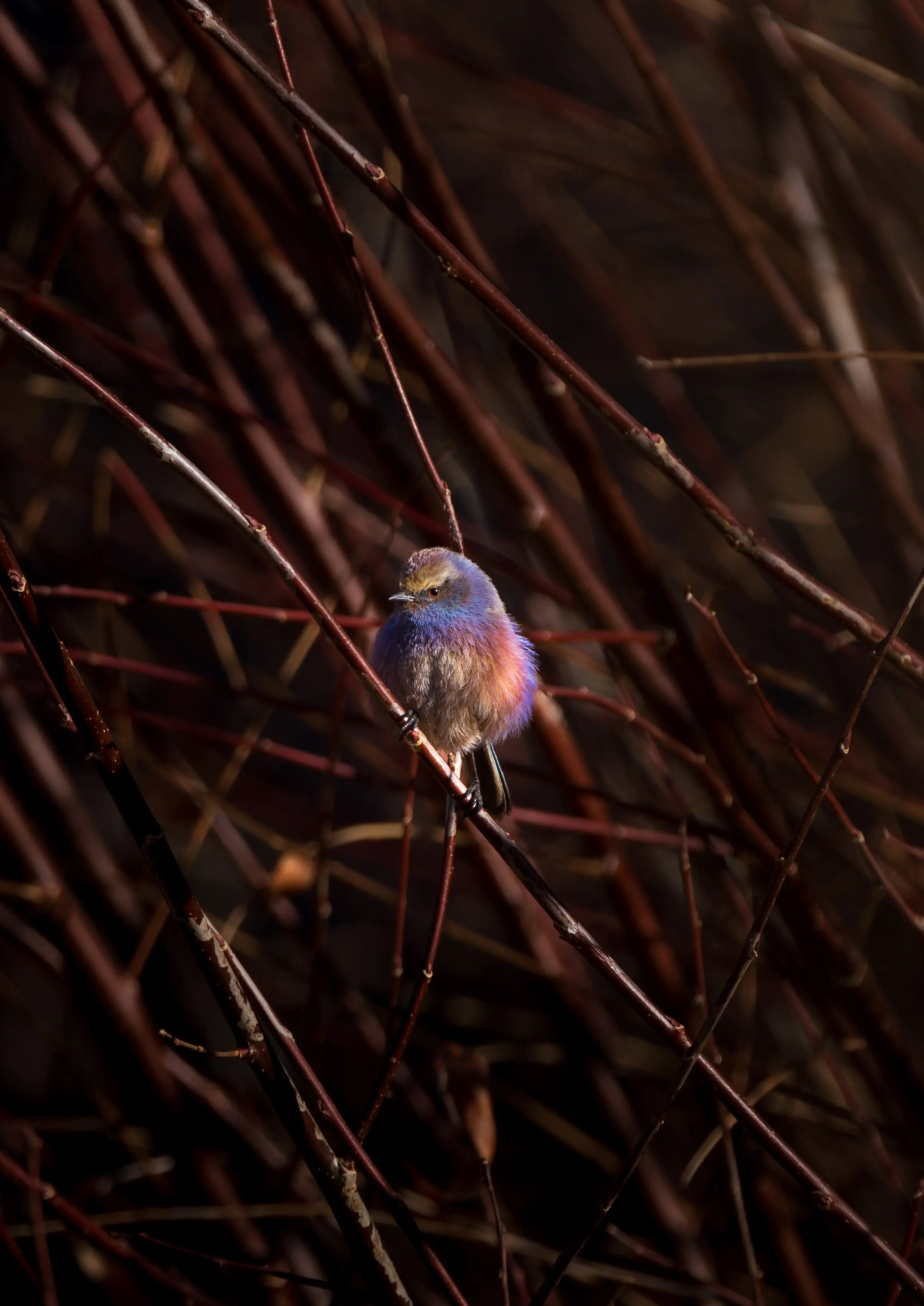 Ladakh Birding Expedition 2027
