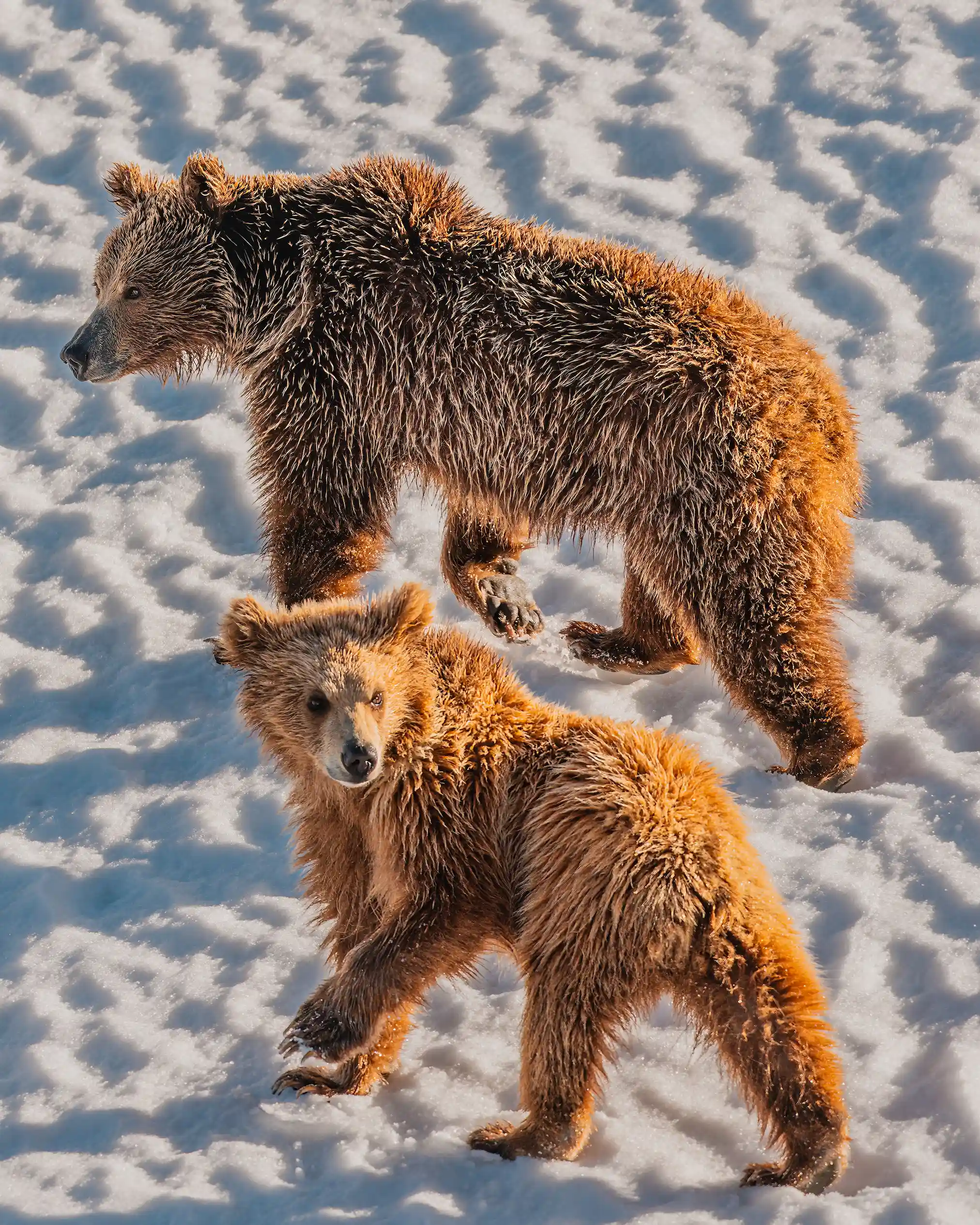 Himalayan Brown Bear Expedition