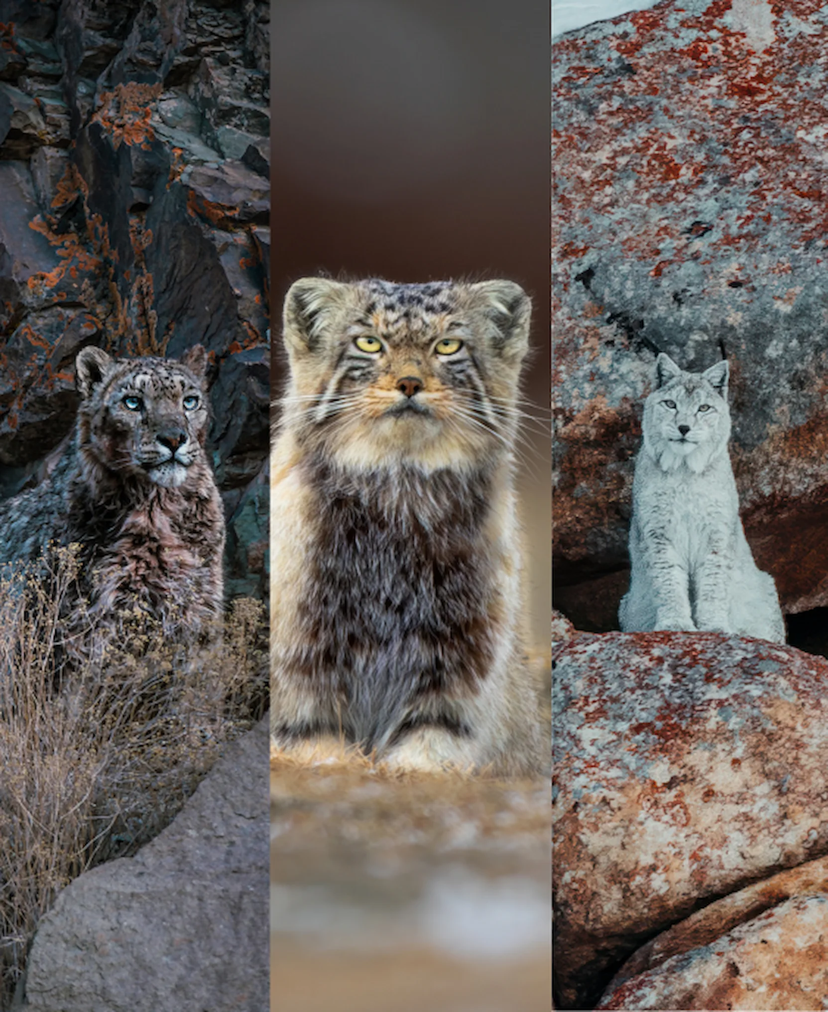 Ladakh Three Elusive Cats Expedition (Snow Leopard, Lynx & Pallas’s Cat)
