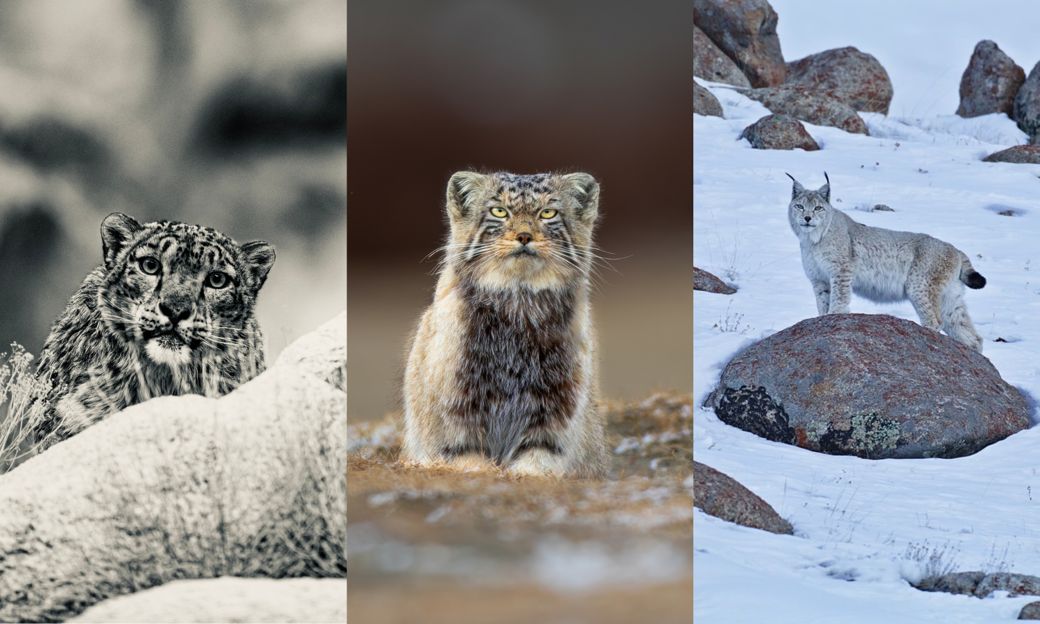 Ladakh Three Elusive Cats Expedition (Snow Leopard, Lynx & Pallas’s Cat)