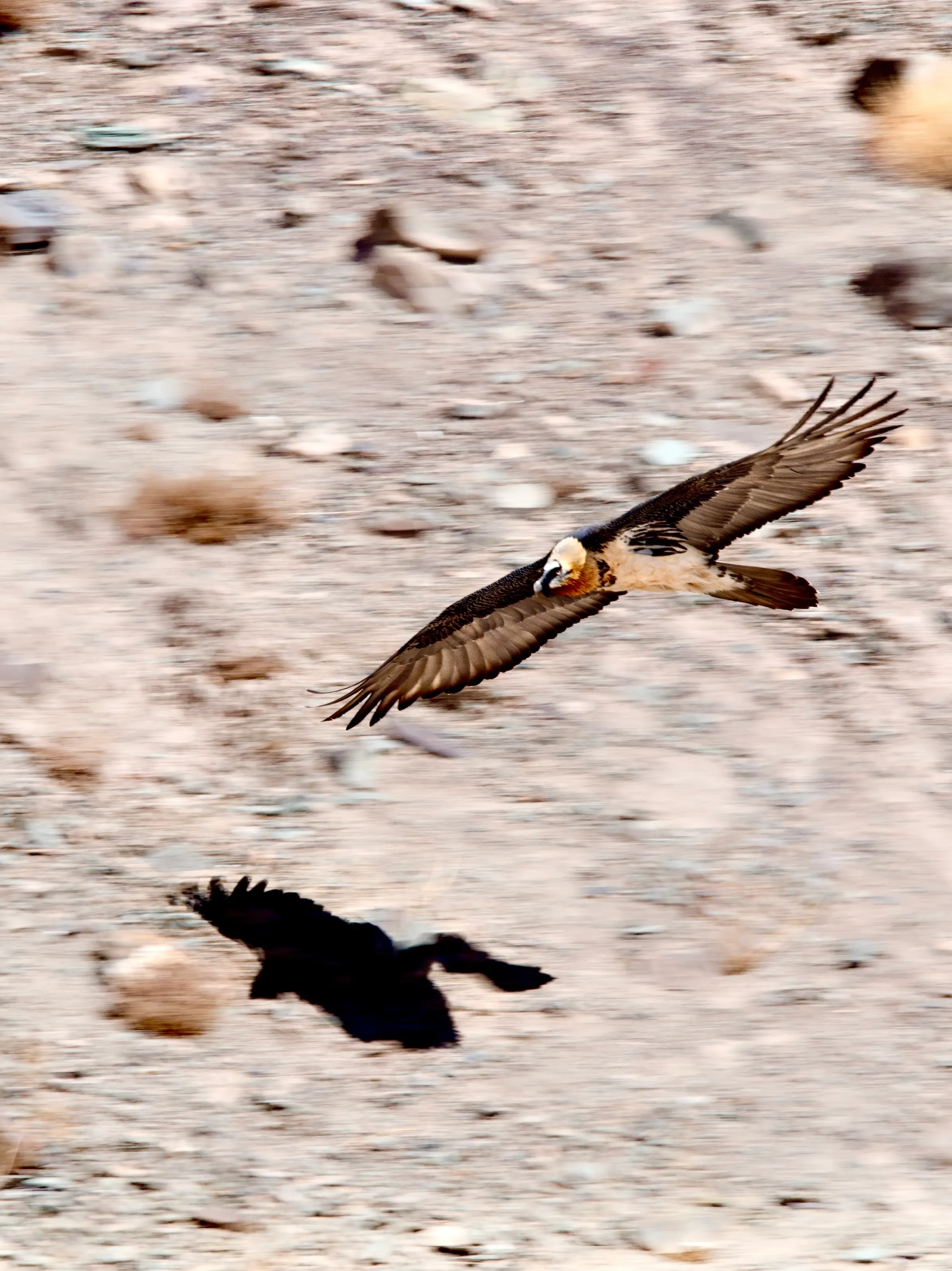 Himalayan mountain bird photographed in Ladakh