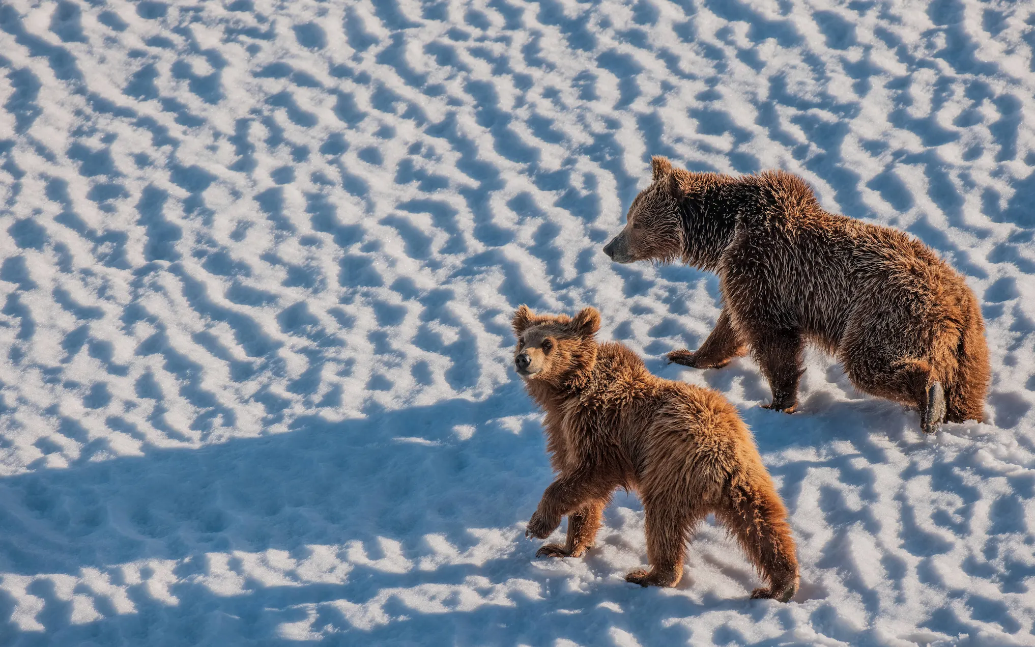 Two Himalayan brown bears