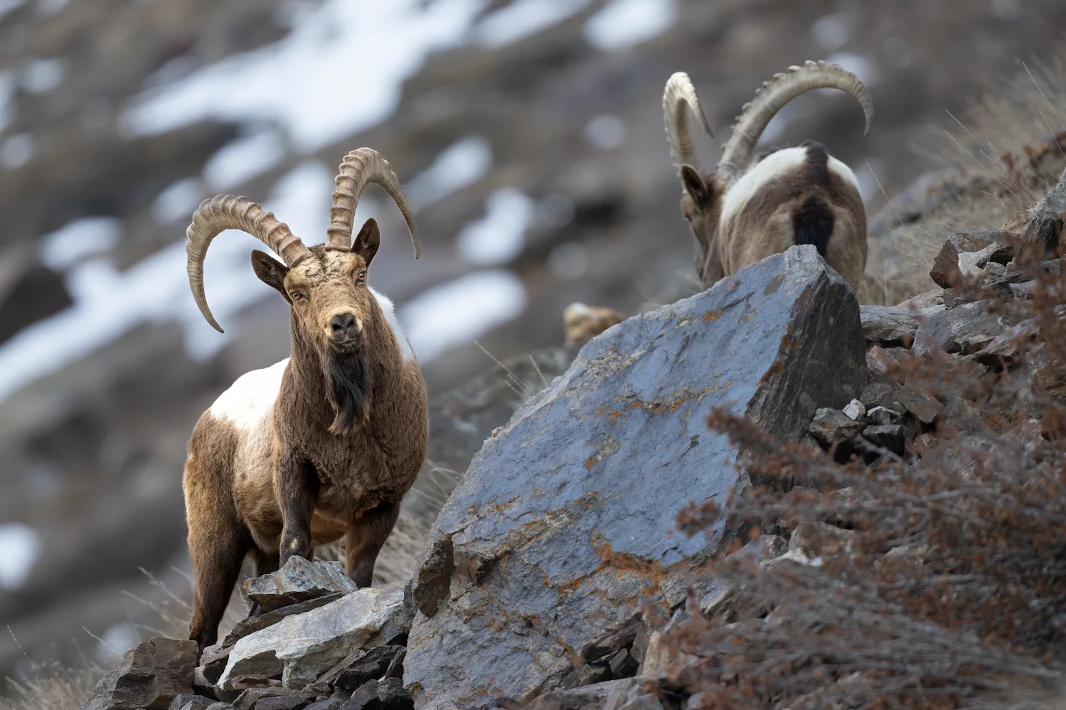 Mountain goat grazing in the high-altitude pastures of Ladakh