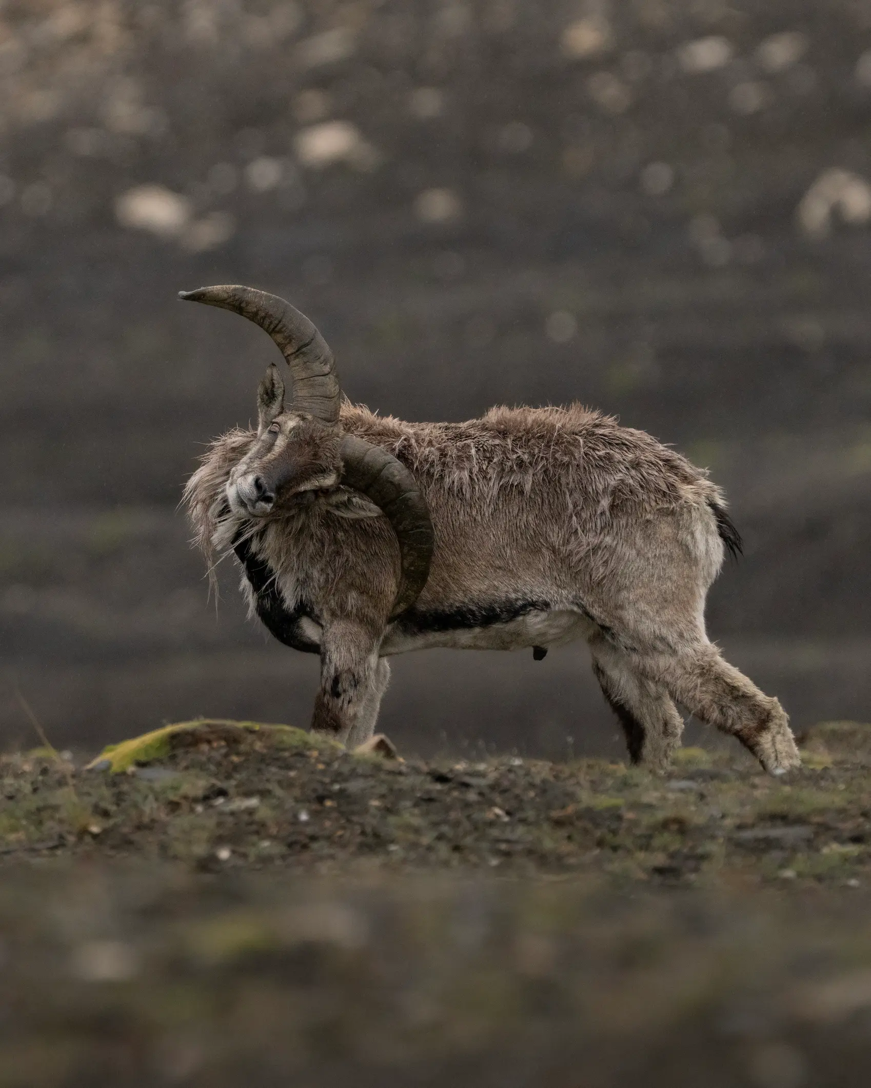 Pashmina goat on the Changthang plateau