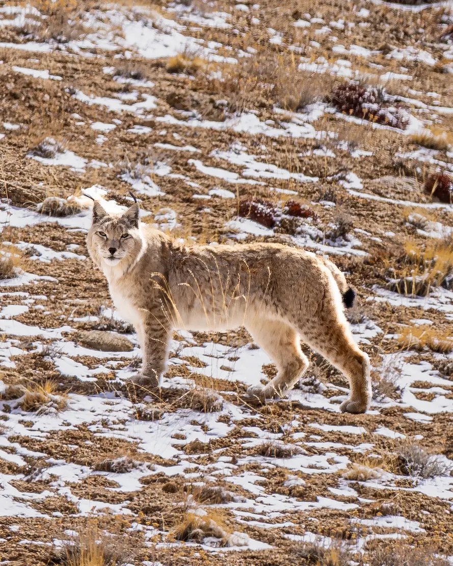 Eurasian lynx in the Himalayas