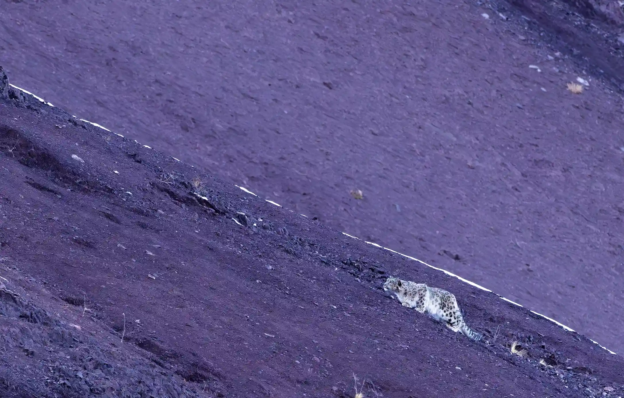 Snow leopard in its natural habitat in the mountains of Ladakh