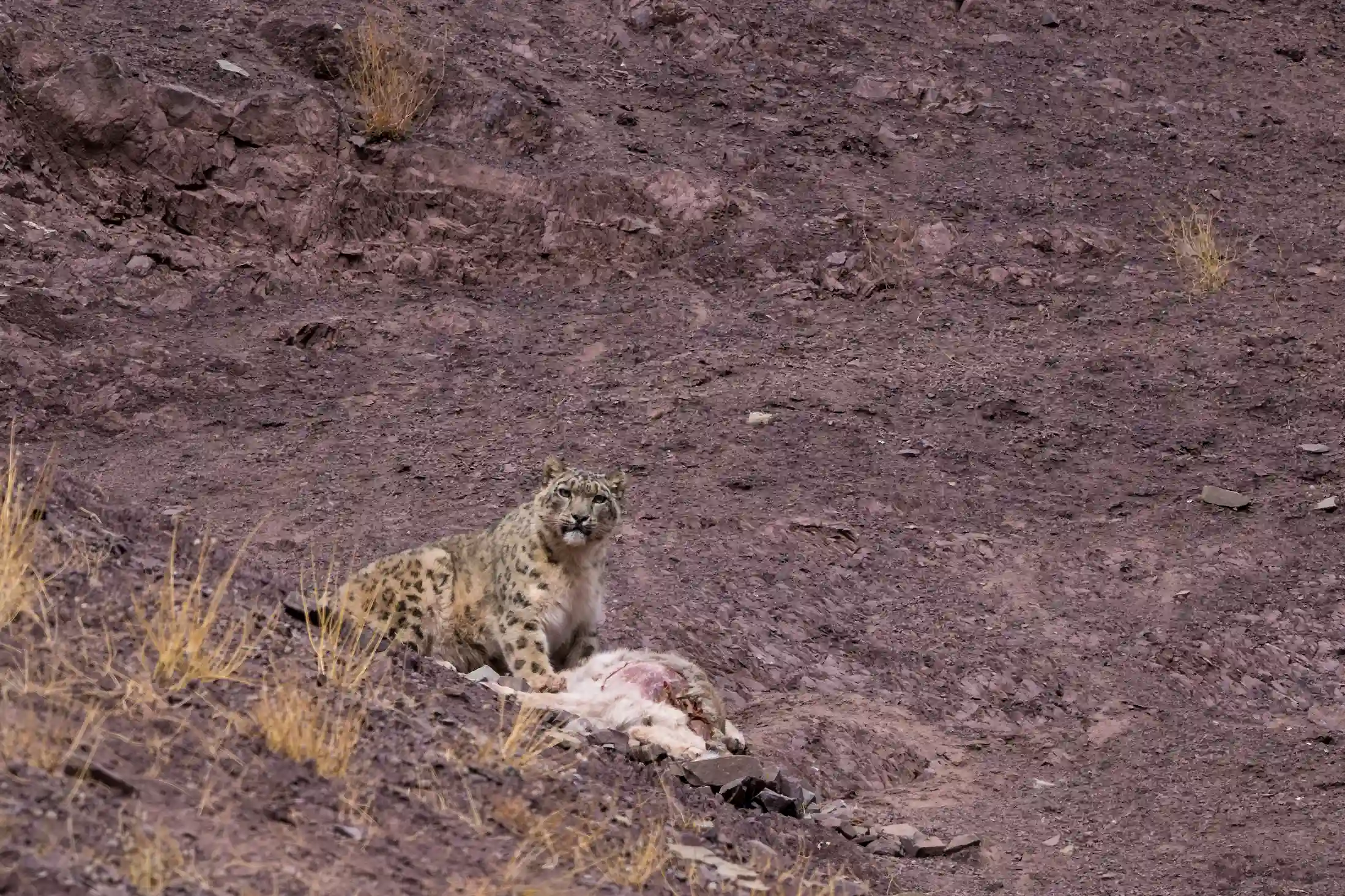 Snow leopard resting on a rocky mountain slope