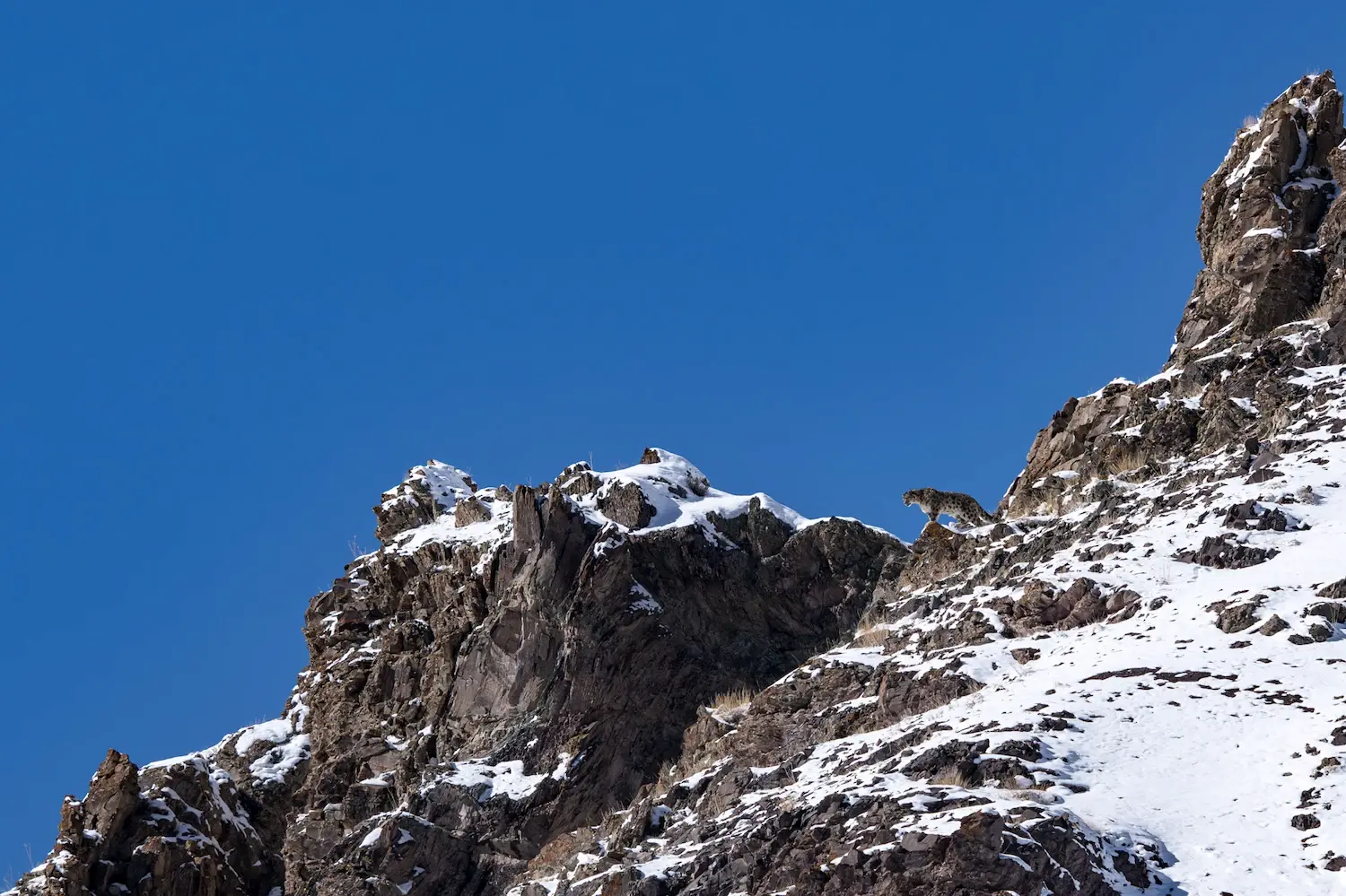 Snow leopard in the cold, high-altitude terrain of Ladakh