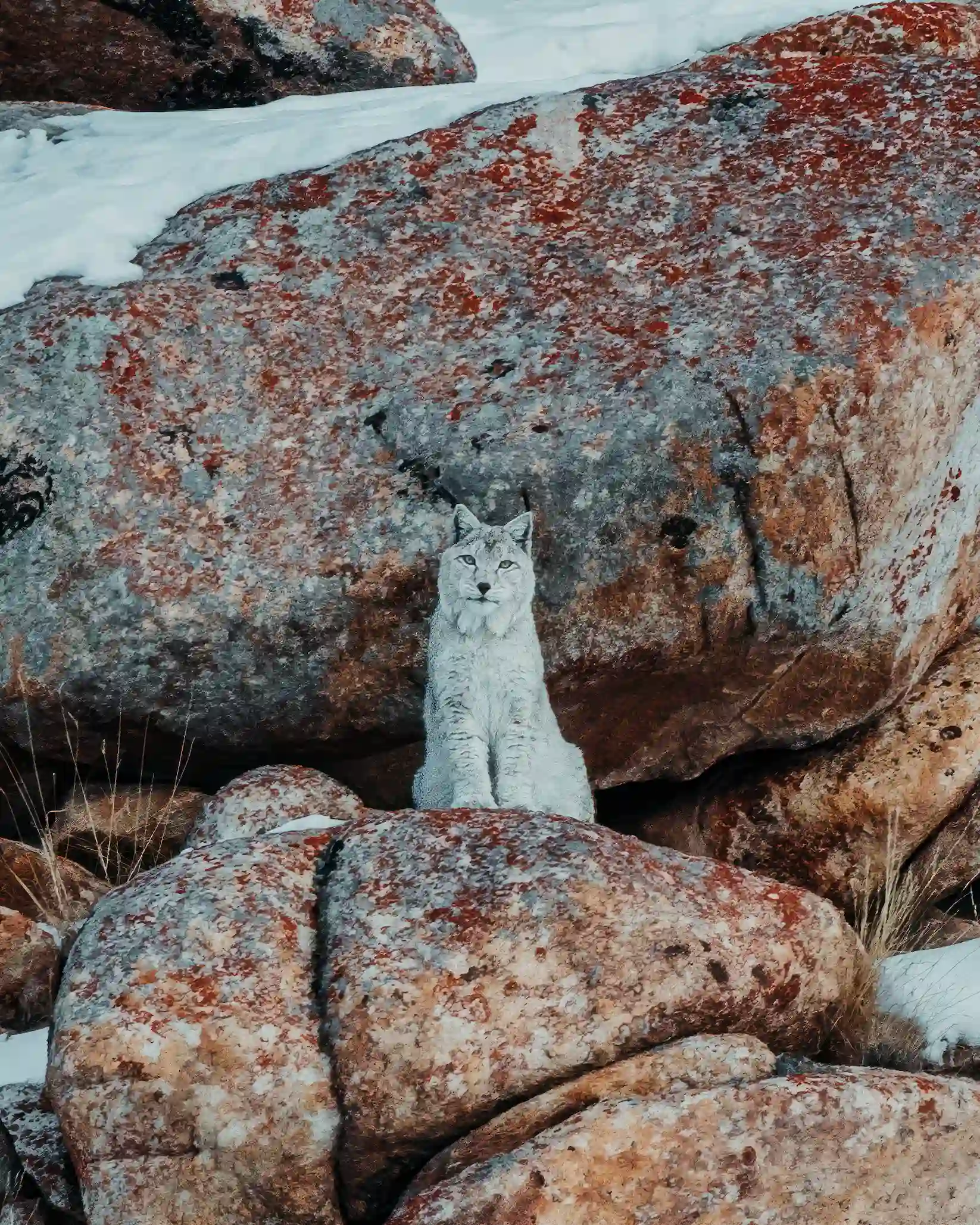 snow leopard