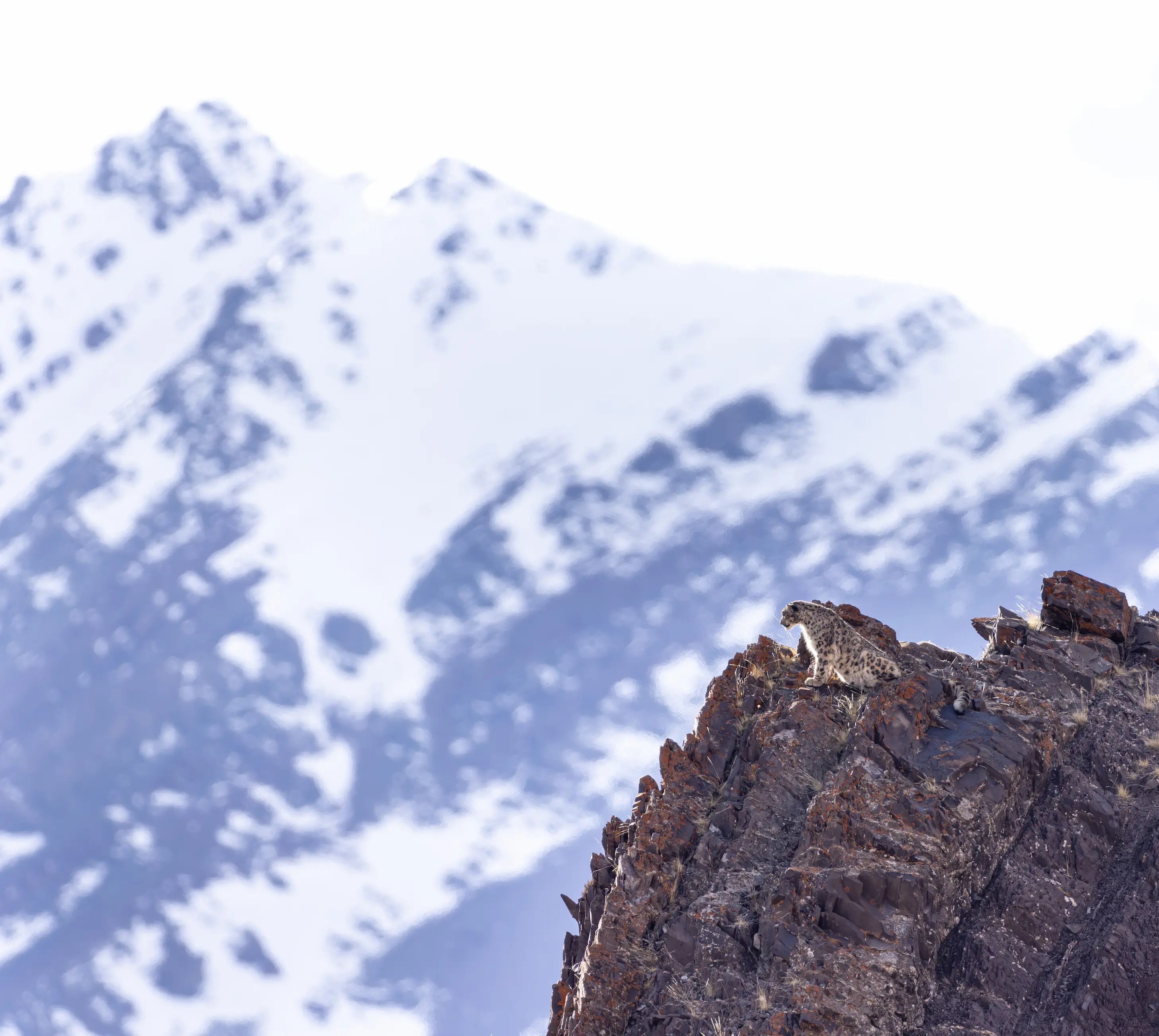 snow leopard