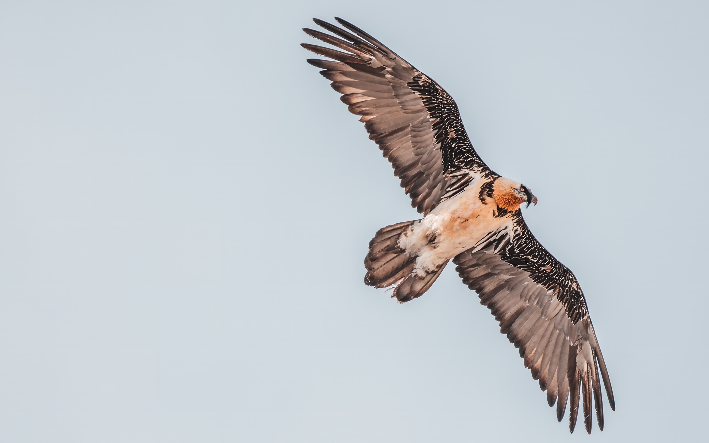 Golden eagle flying over Ladakh mountains