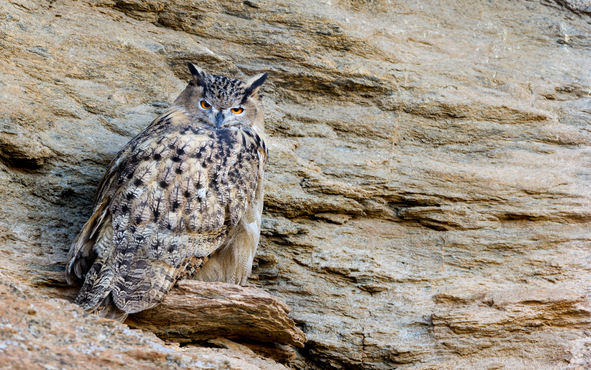 Owl perched in the high-altitude landscape of Ladakh