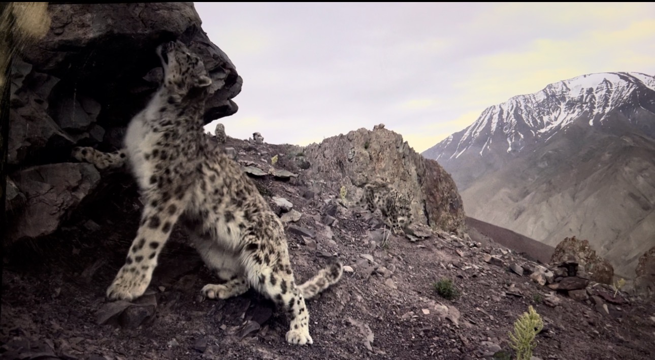 Camera trap capture of snow leopard in Ladakh
