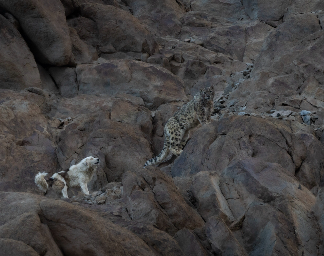 Feral dogs in Ladakh village during winter