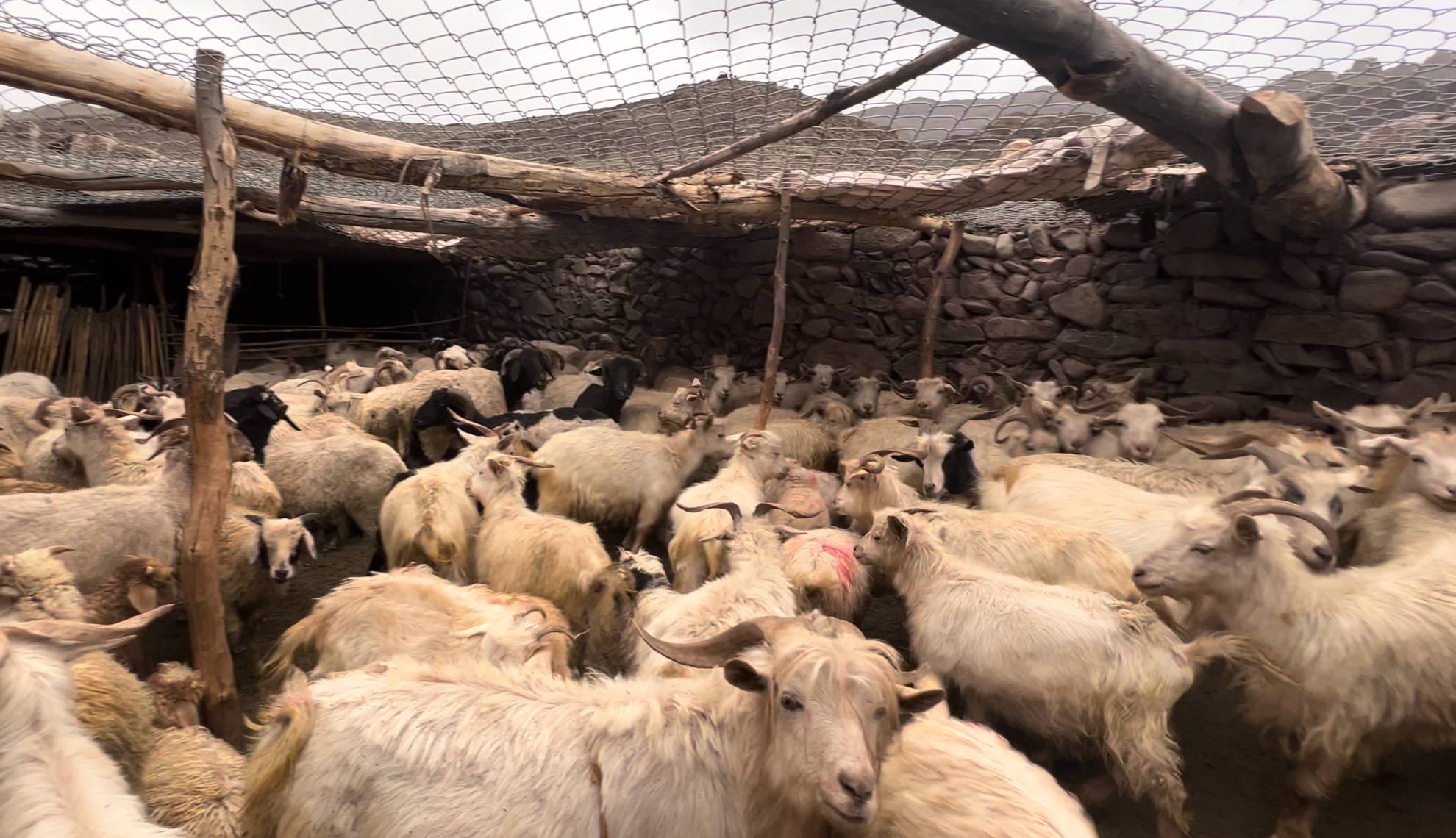 Predator-proof corral with livestock in Ladakh high altitude