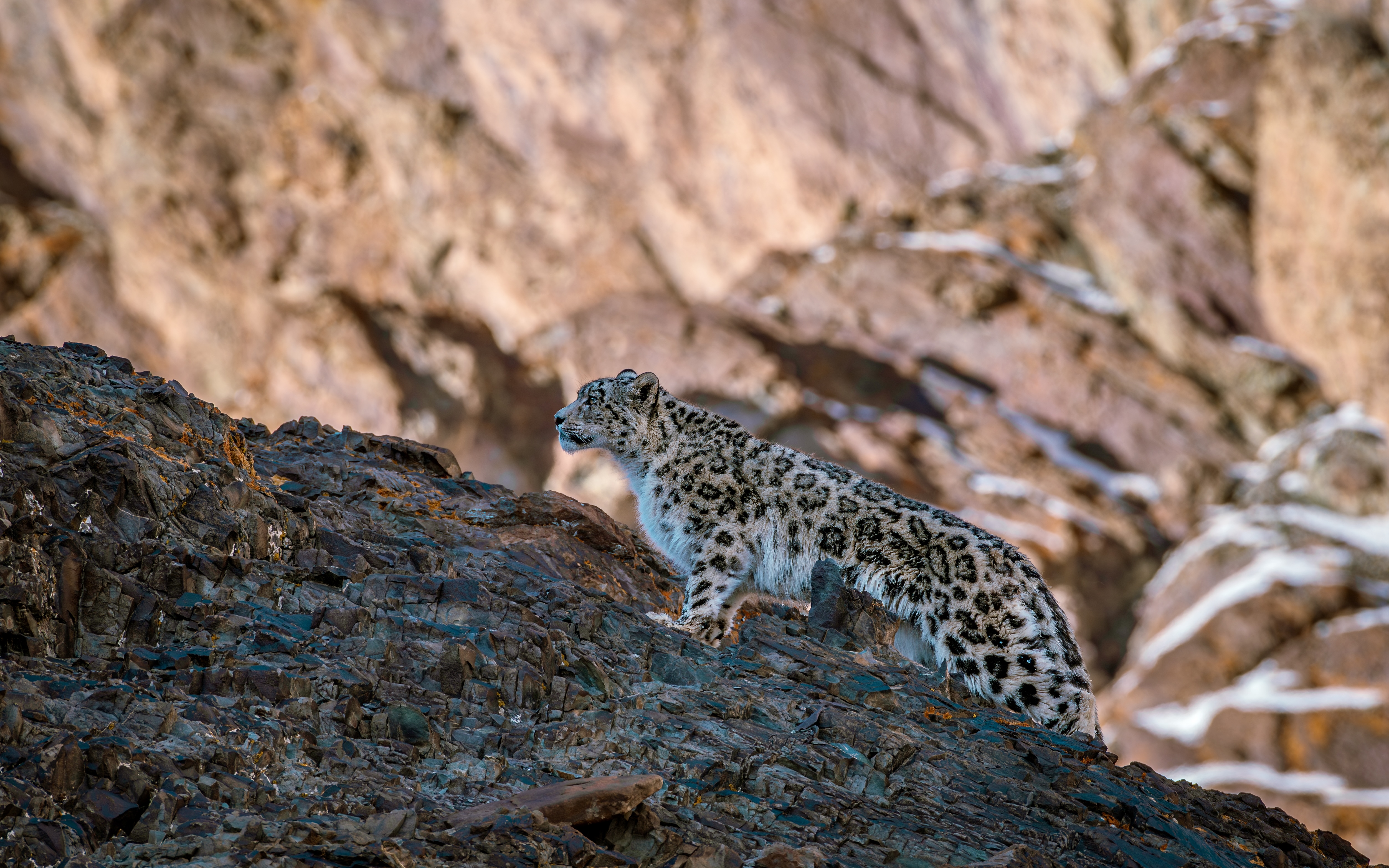 Snow leopard walking on the mountain ridge in Ladakh