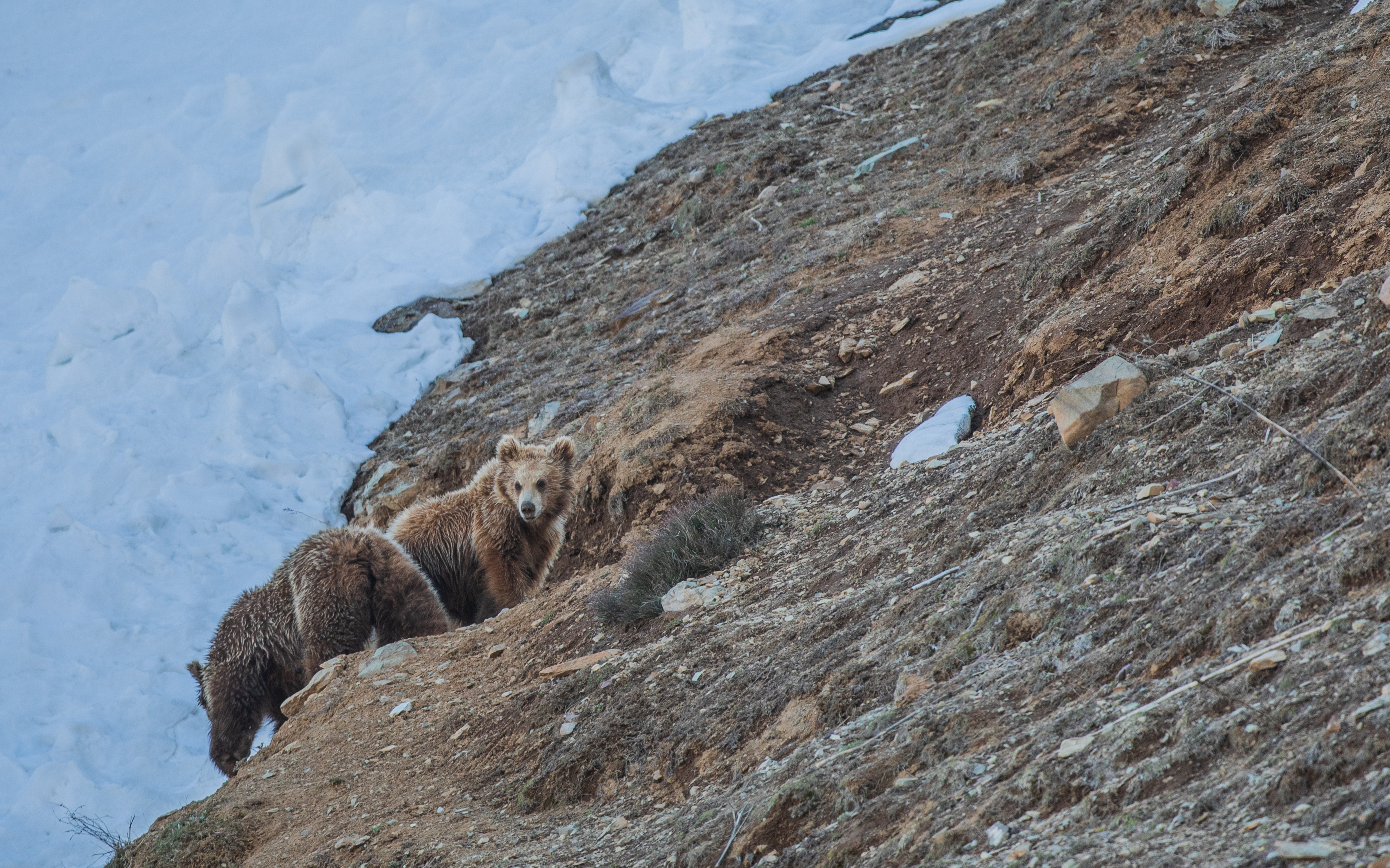 Himalayan brown bear in Ladakh high-altitude valley