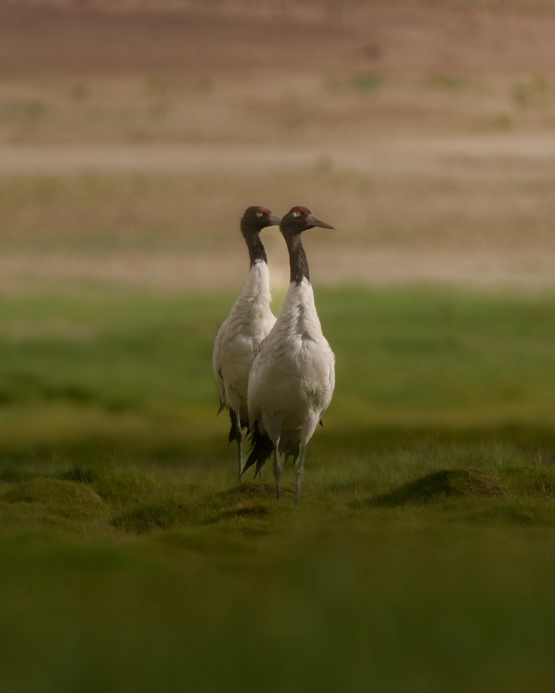 Changthang wetlands Ladakh — Black-necked Crane breeding habitat and birding destination
