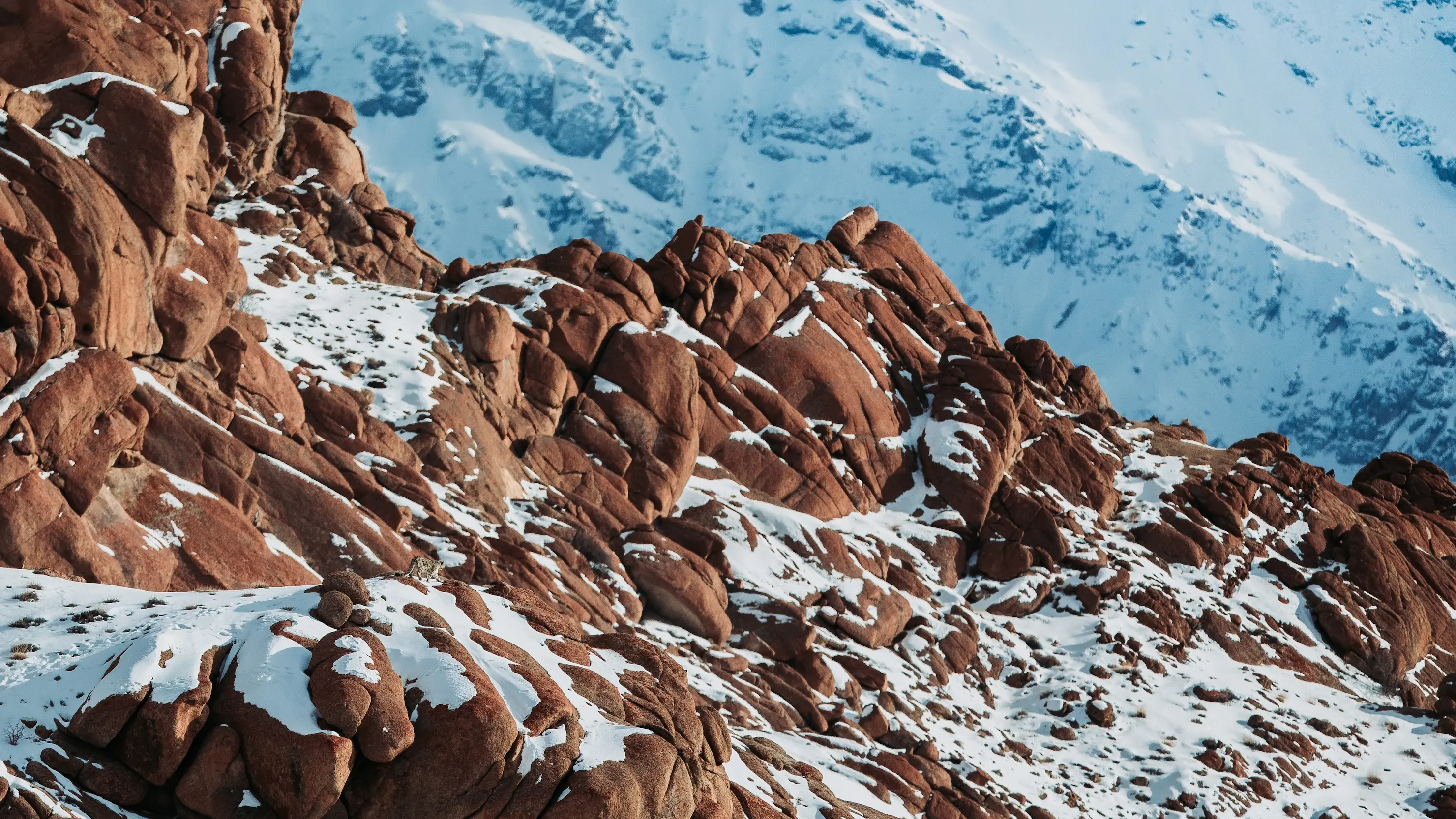 Snow leopard blending into rocky mountain terrain in Ladakh showing exceptional camouflage