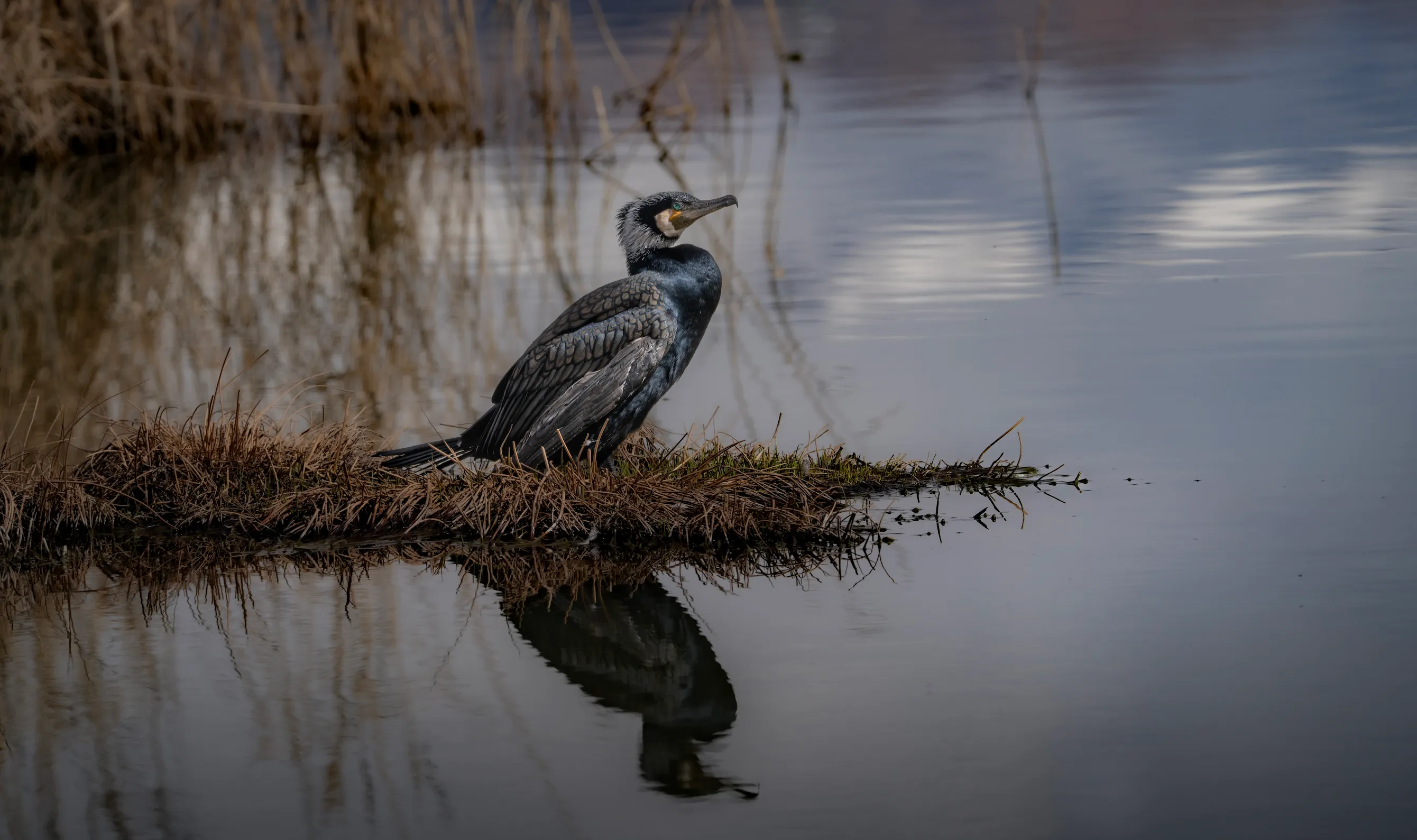 Birding in Ladakh — rare high-altitude birds over alpine lakes and mountain valleys